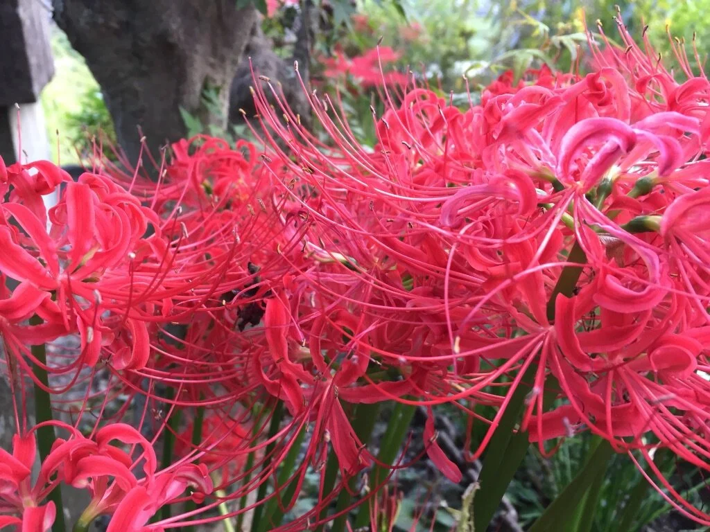 Close-up of vibrant red cluster of spider lilies with long stamens, with a blurred natural background.