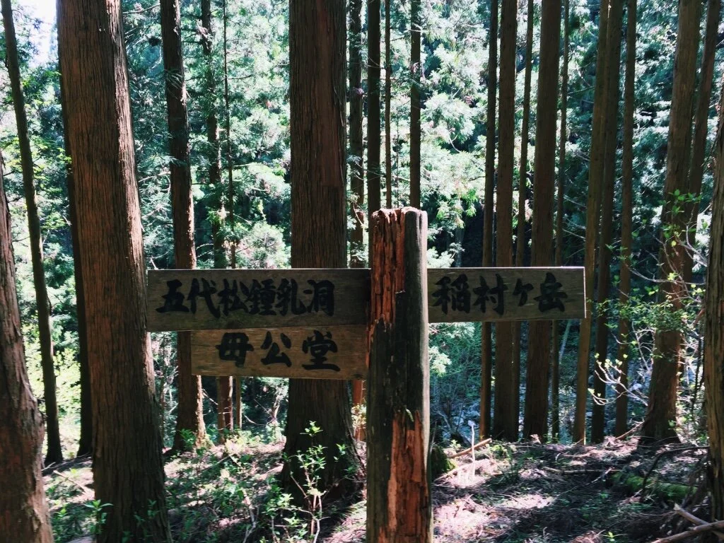 Wooden signposts with Japanese writing in a dense forest of tall trees with lush green foliage.