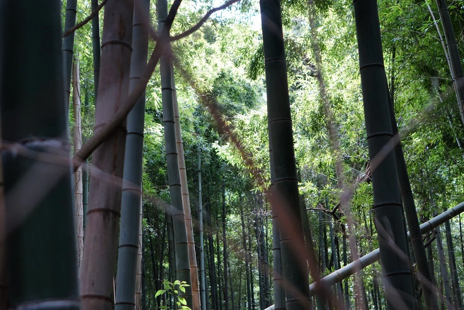 Dense bamboo grove with tall bamboo stalks and filtered sunlight through green foliage.