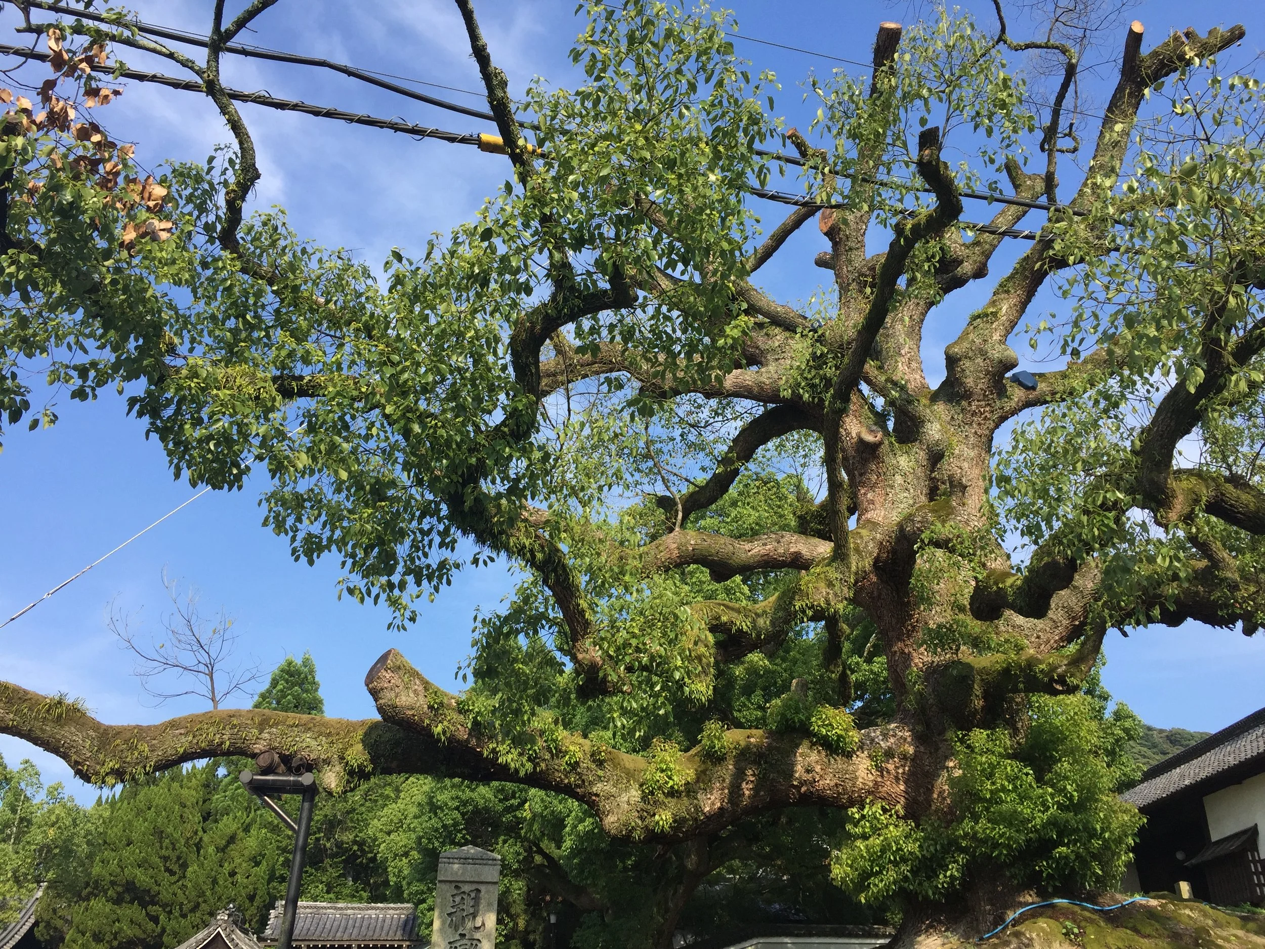A large, old tree with thick, twisting branches and green leaves, situated near traditional Japanese buildings with tiled roofs, under a clear blue sky.