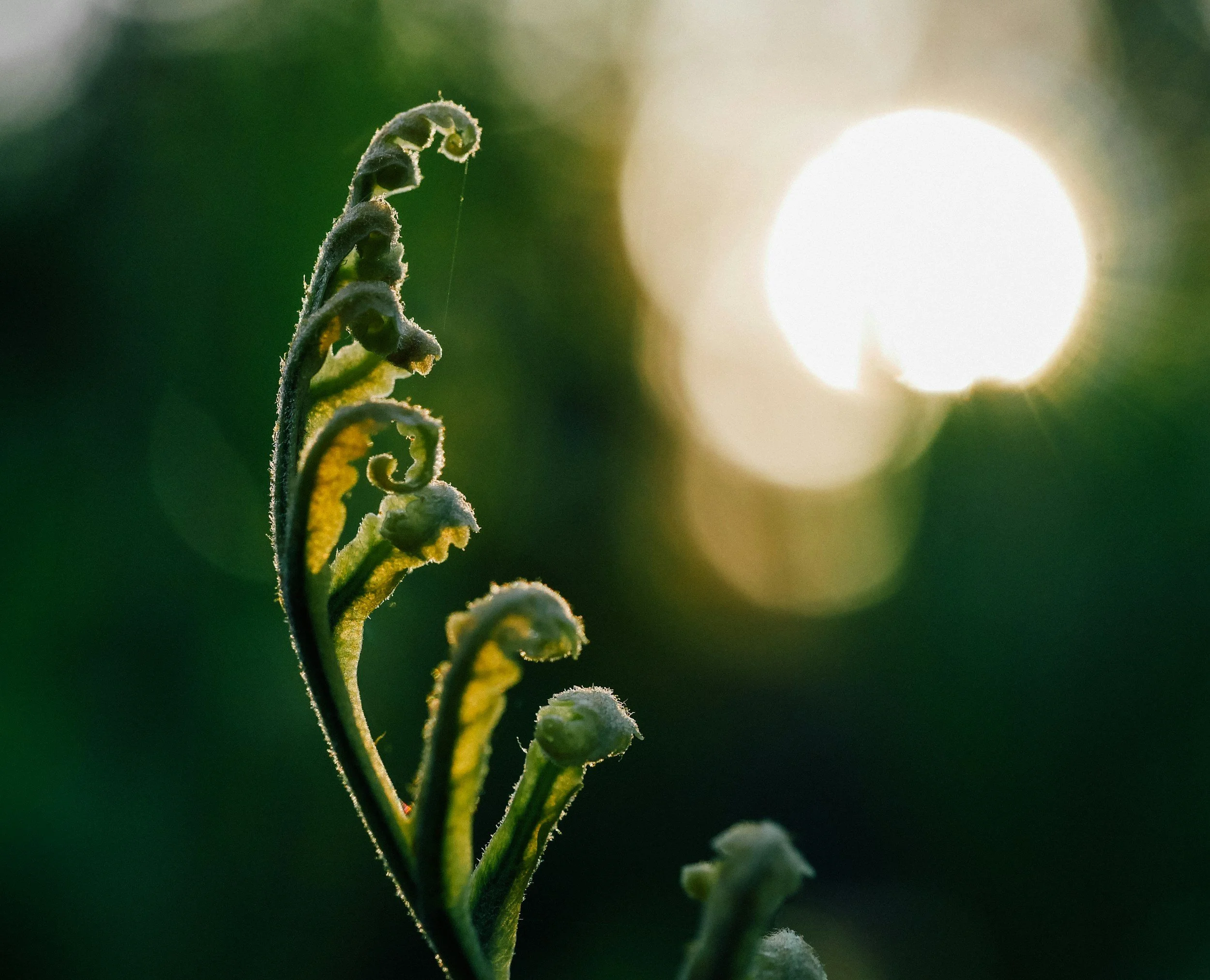 Close-up of a young fern frond curled tightly with a fuzzy appearance, with sunlight creating a bright, blurred background.