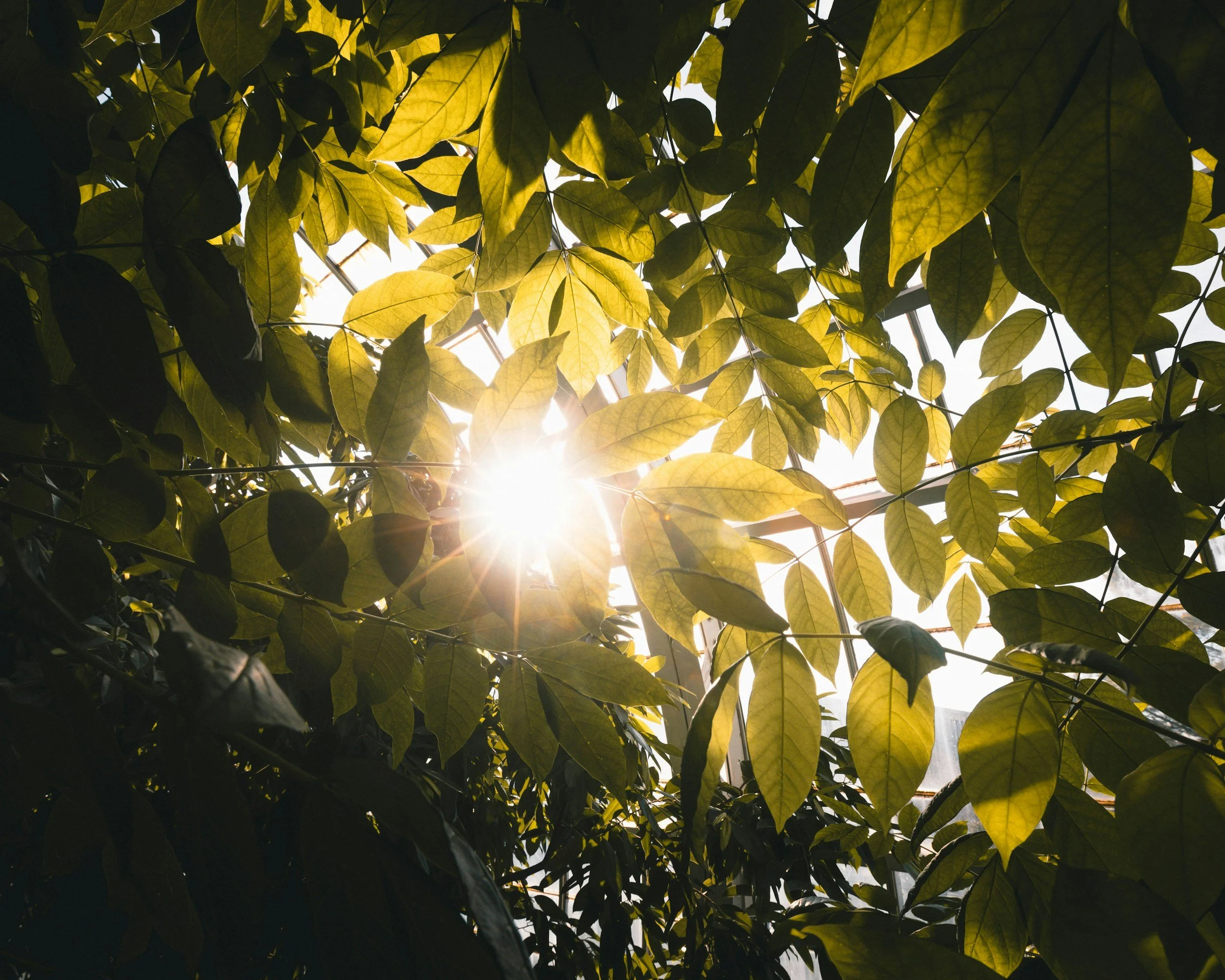 Sunlight through trees
