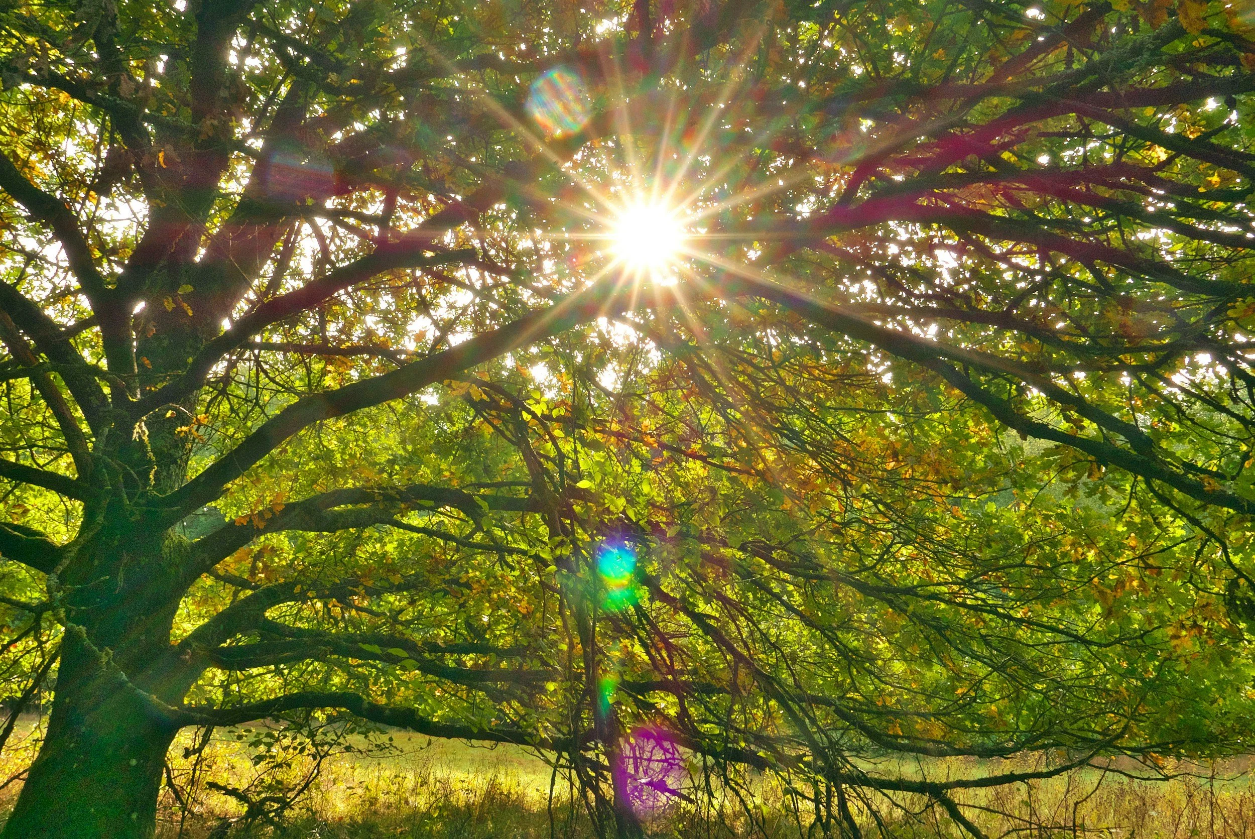 Sunlight through tree branches