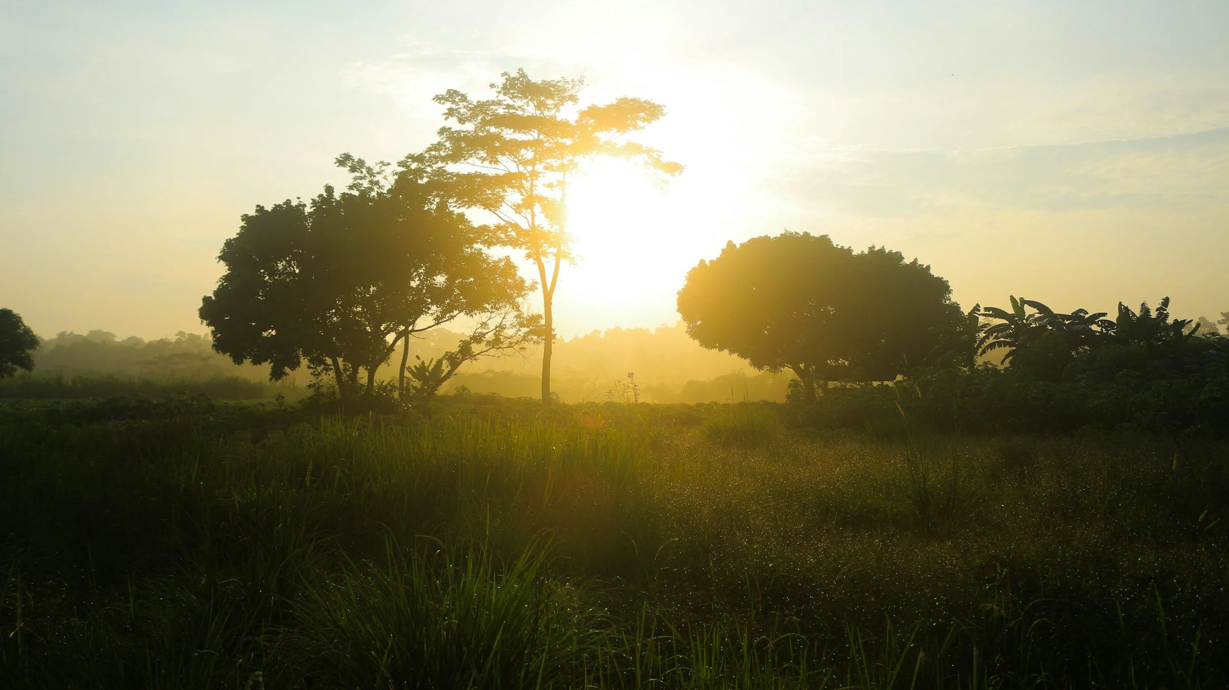 Sunrise through three trees in a field