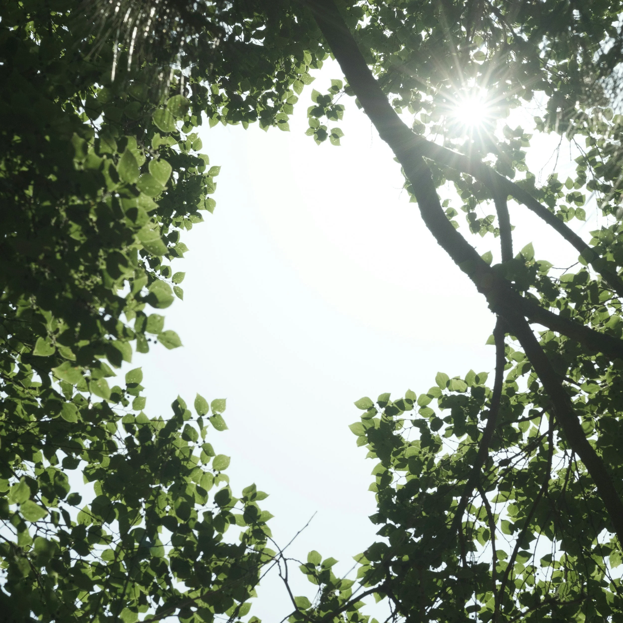 Sunlight shining through the leaves of a tree from below.