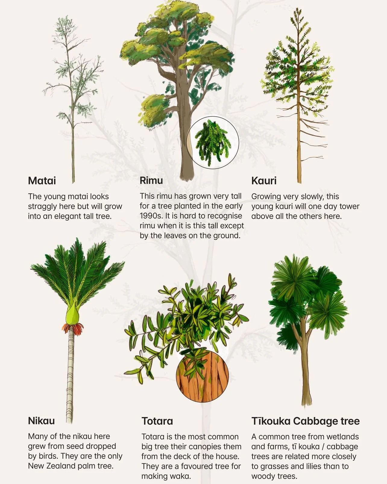 A VERY cool kaupapa doing illustrations for a bush trail in Tāmaki. 

This one had a quick turn around, which meant a slightly obsessive week of drawing to get this over the line - and what an absolute joy! How joyful for that to be my job. 

Very ex
