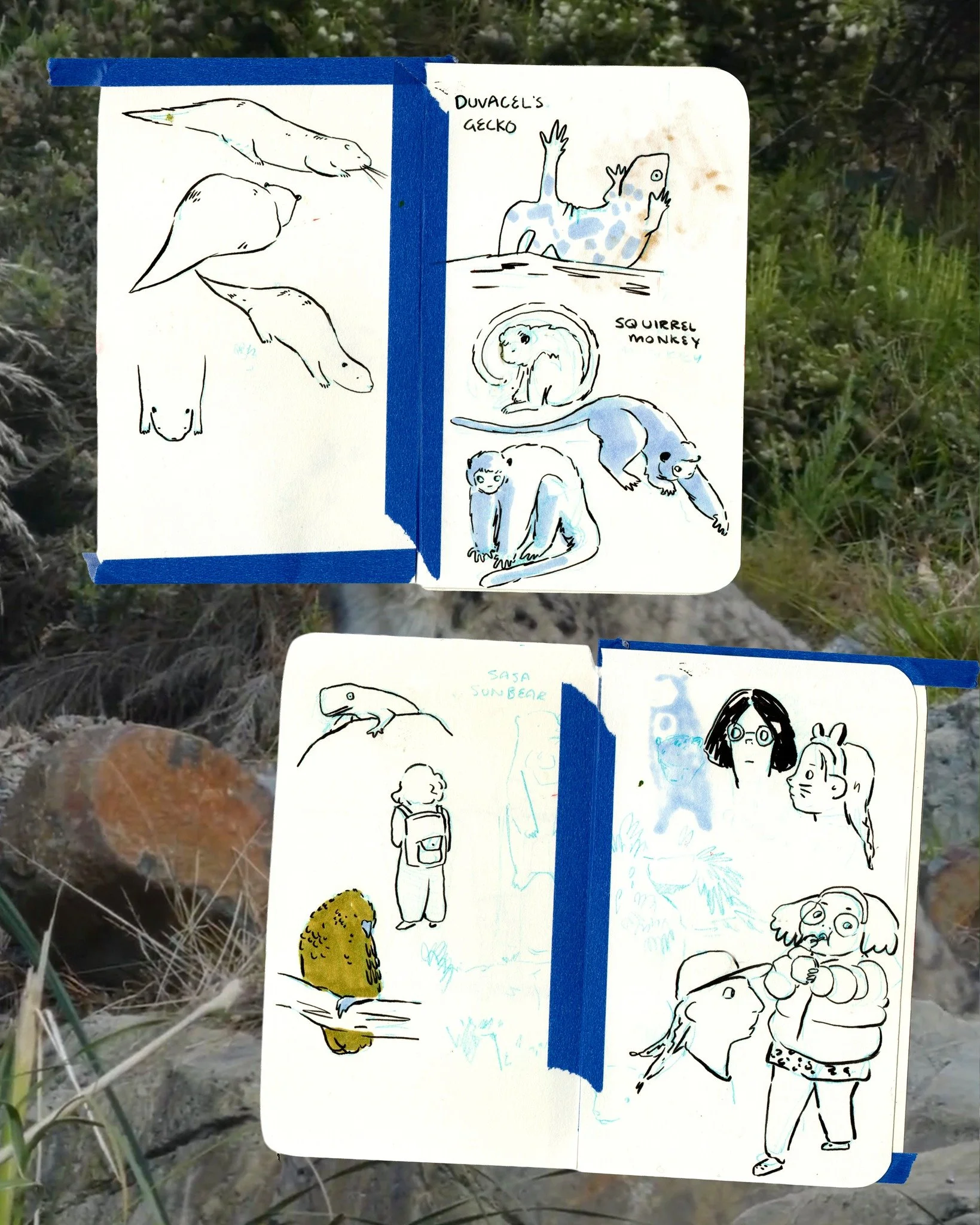 Sketchbook spreads from a visit to @wellington.zoo a few weeks back! 

I've been putting off posting since Springboard was announced (which is silly) - it feels like I should have all this new hotshot work to show, and they have to be serious and pro
