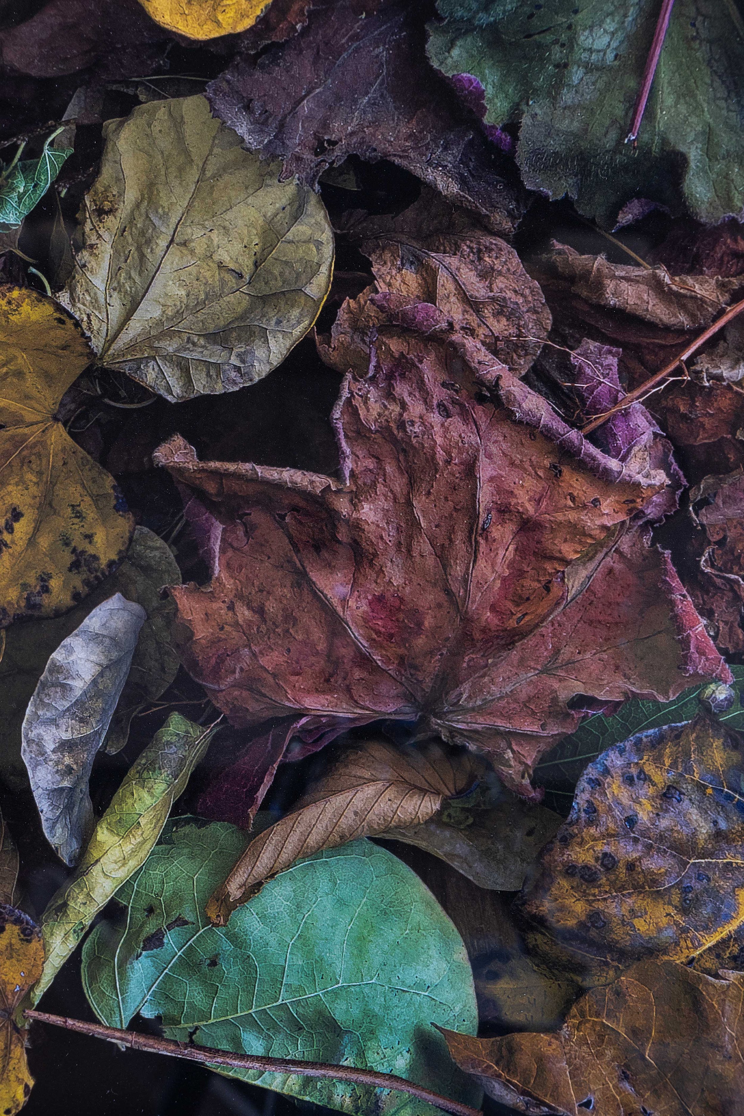 Composition-with-Fall-Leaves-#1,-2024-(detail-#2)-WEB.jpg