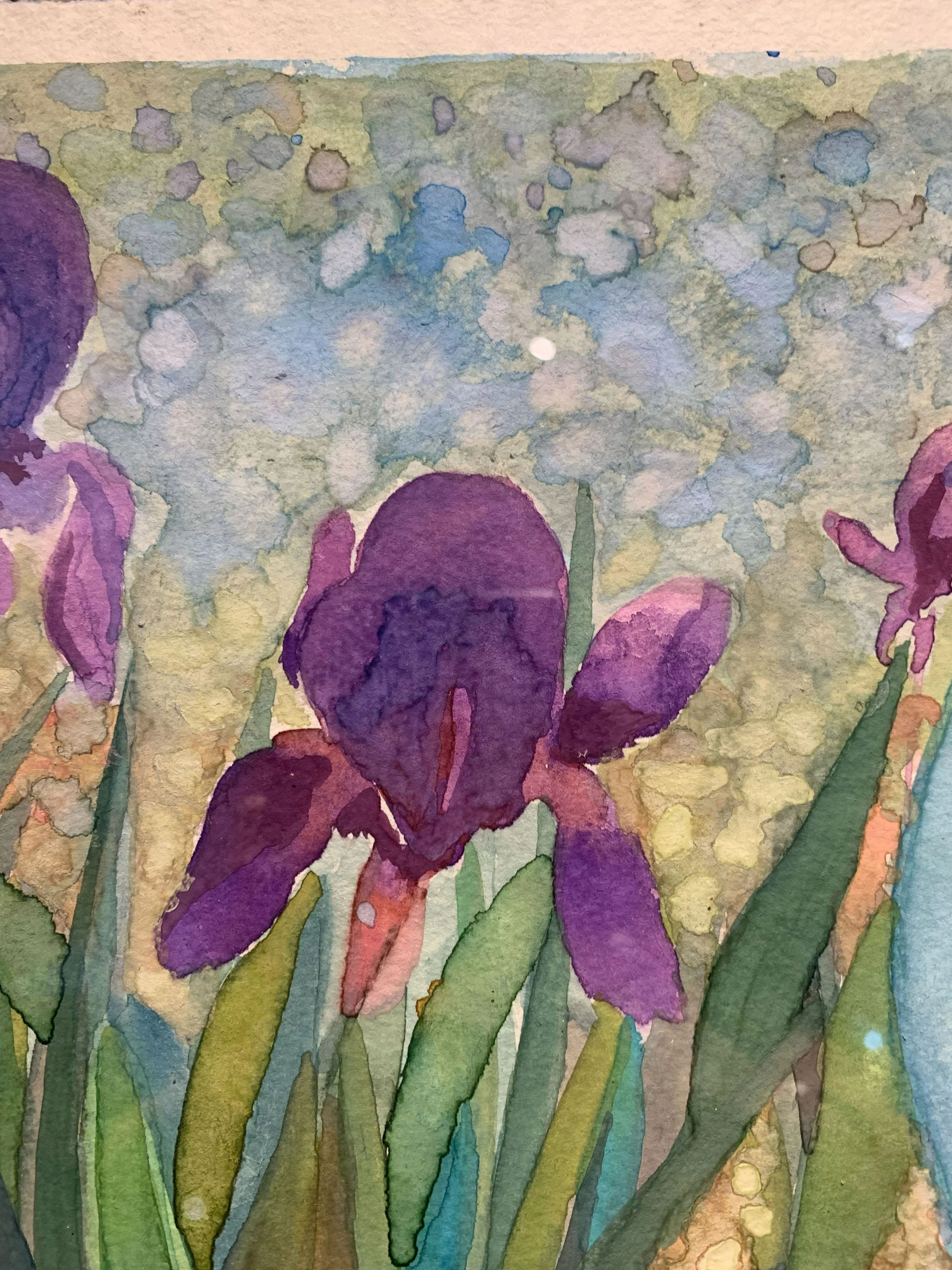 vbc0007-iris-dance (11).jpg