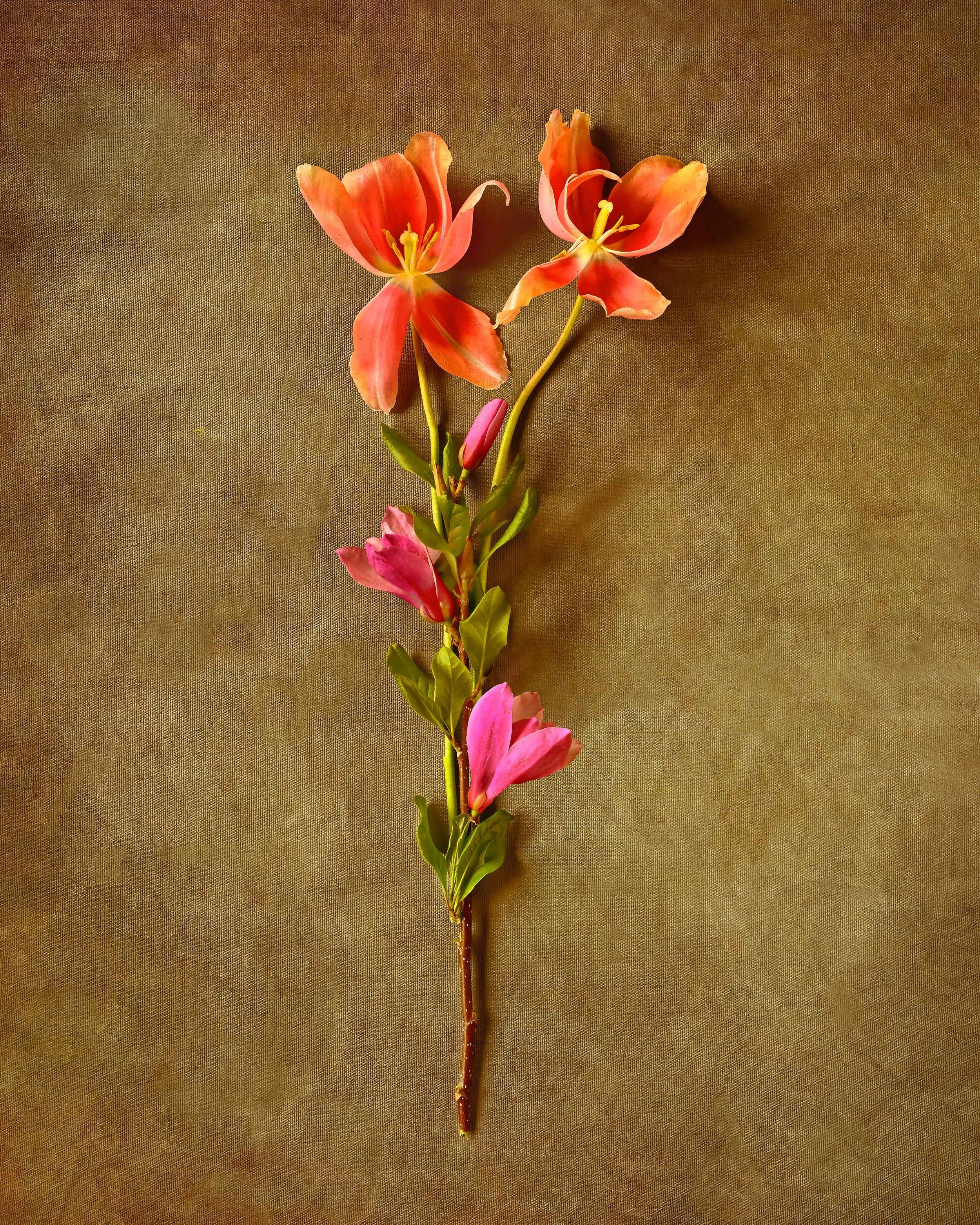 Floral-Still-Life--#4-2023-Edition-1_25-WEB.jpg