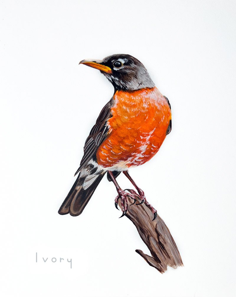 A Robin's Song