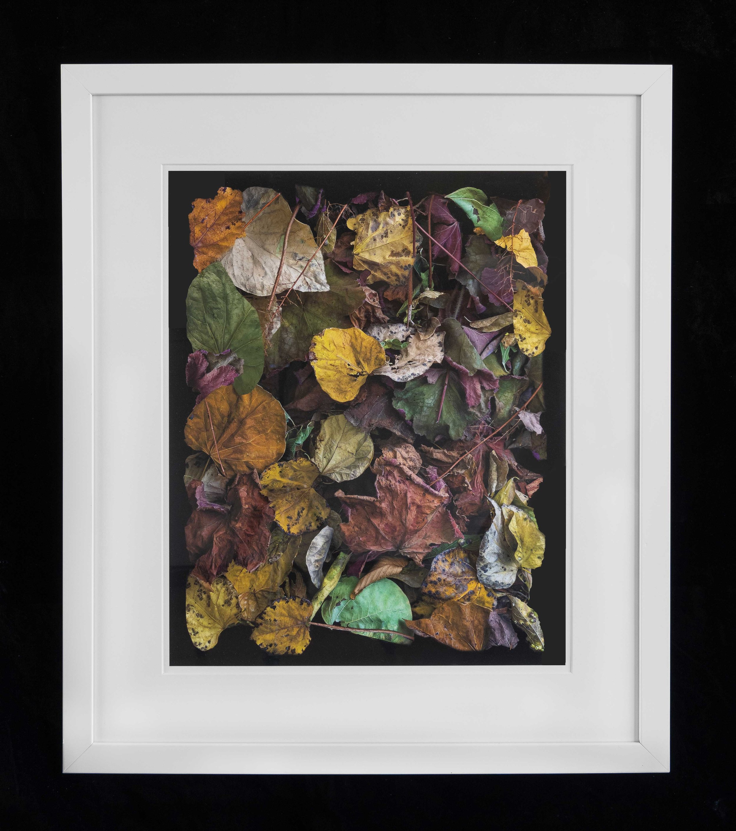 Composition-with-Fall-Leaves-#1,-2024-(Framed)-WEB.jpg