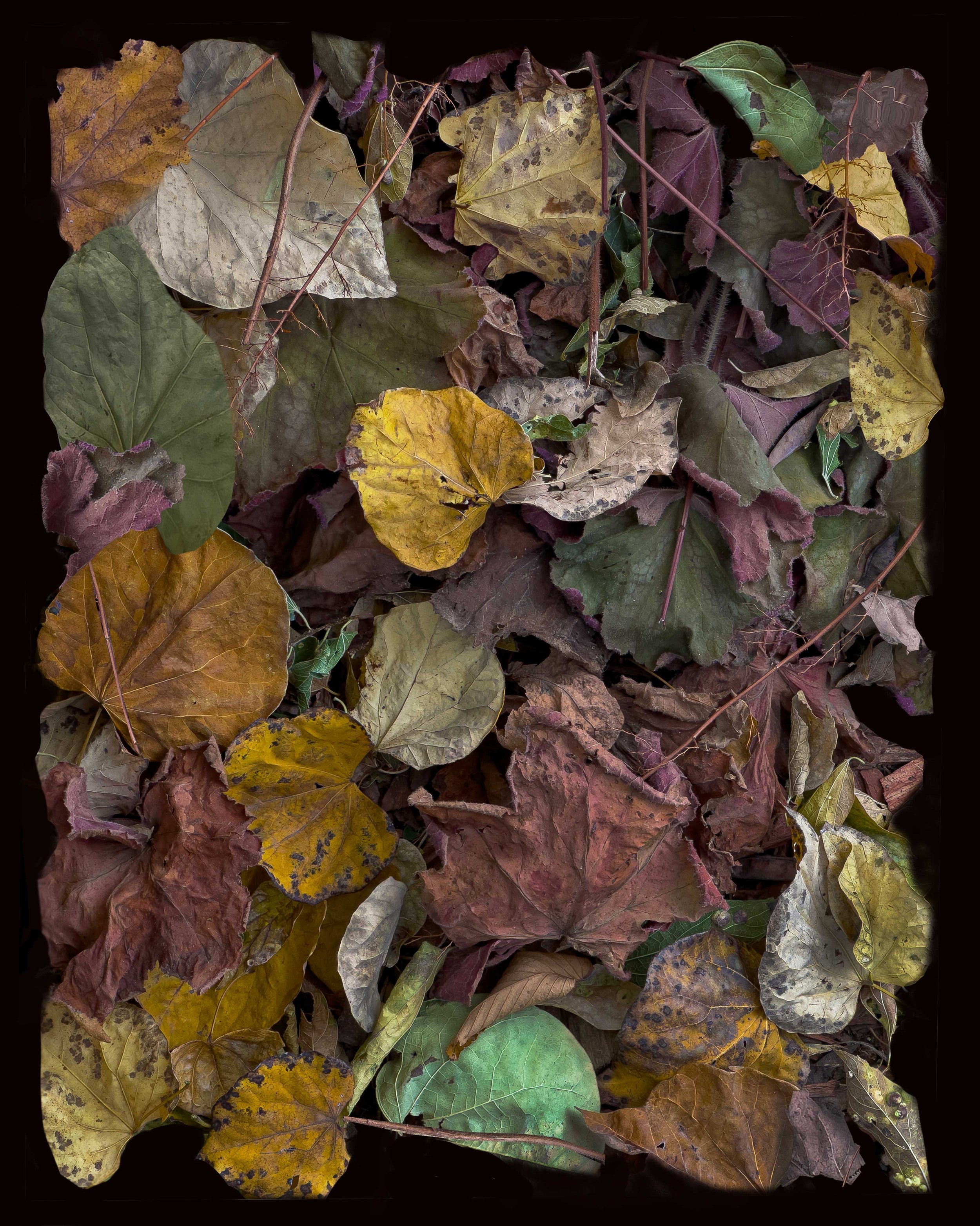 Composition-with-Fall-Leaves-#1,-2024-WEB.jpg