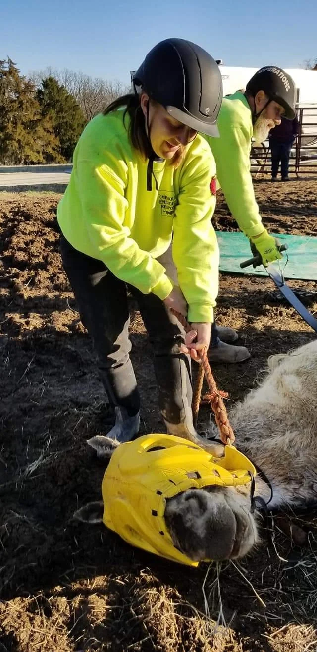 willis horse in cattle guard feb 2019 5.jpg