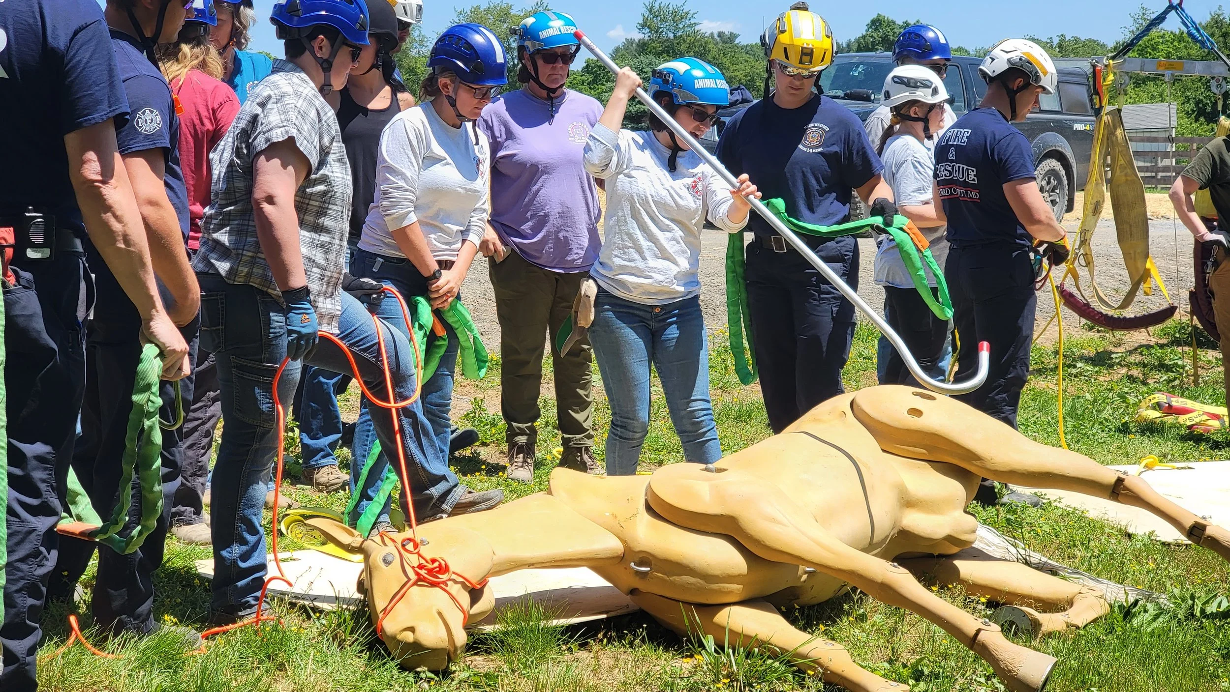 GGDHR down horse.jpg