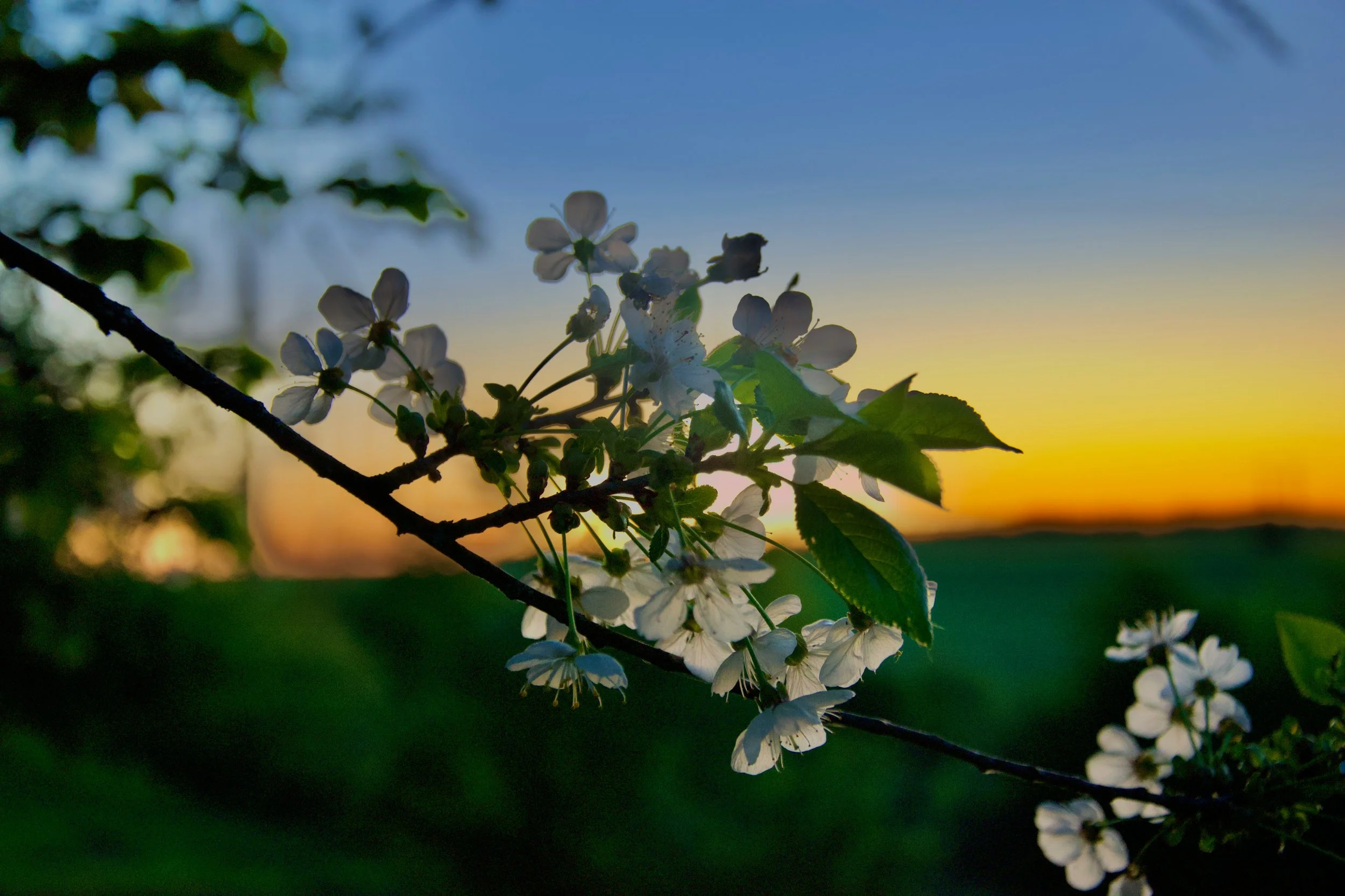Early Evening Gentle Yoga in Westport 