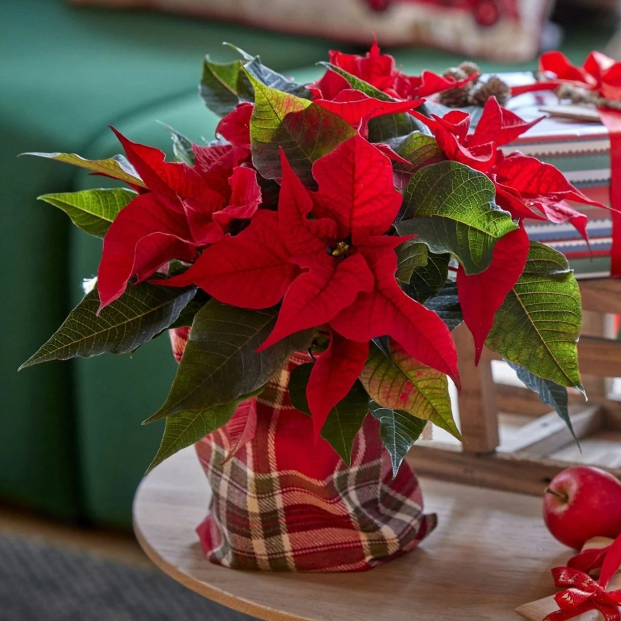 December 2025 Newsletter