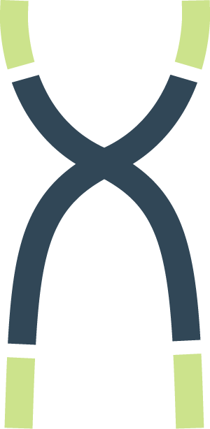 Icon of a dark chromosomes with light green telomeres