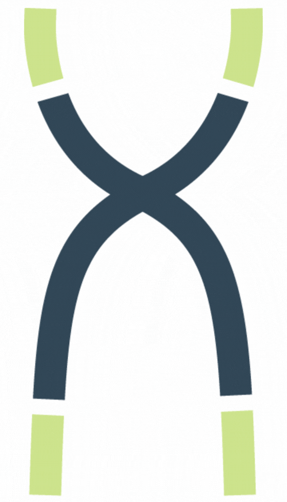 Icon of a dark chromosomes with light green telomeres