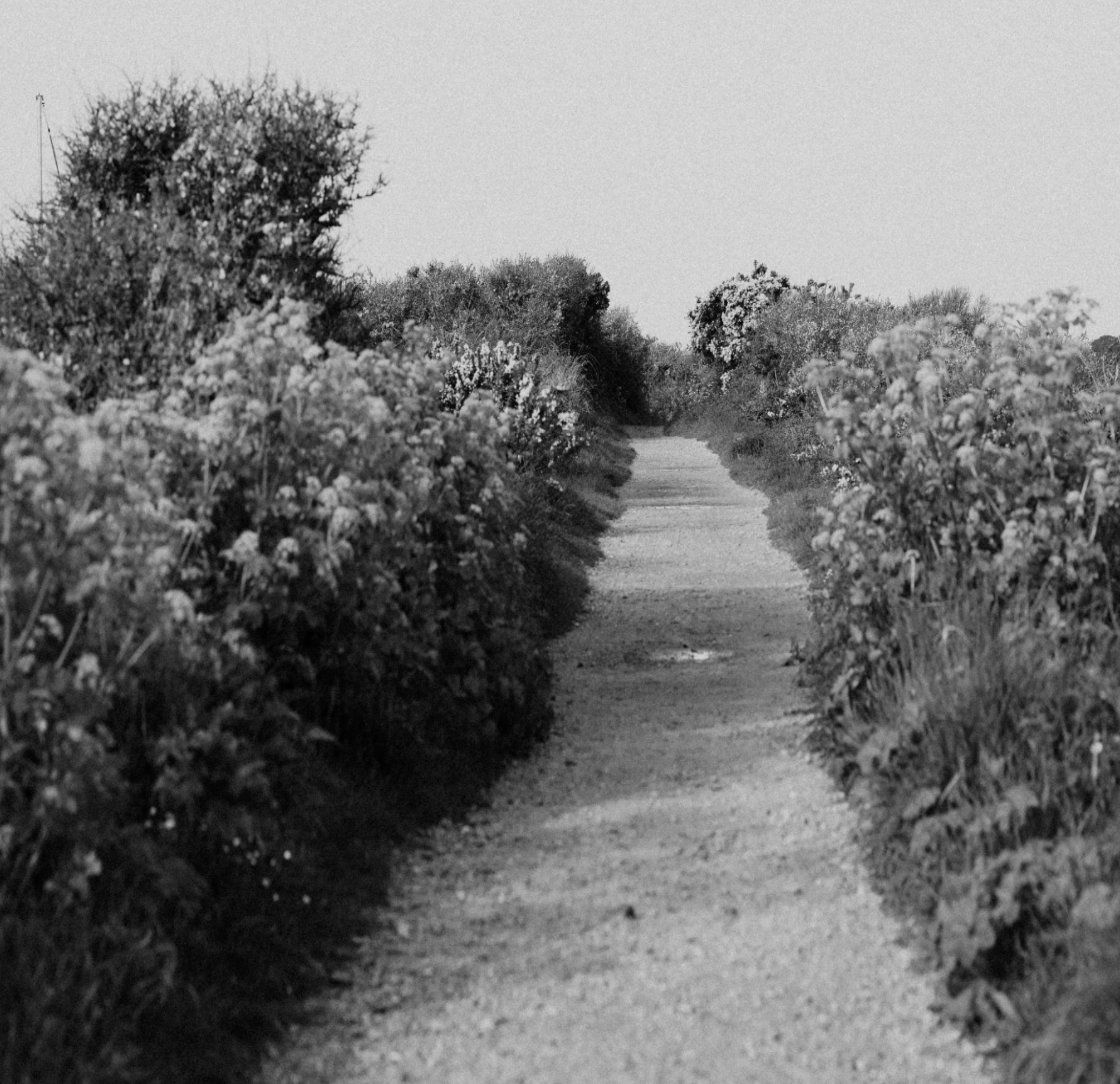 “The Point of a Vineyard” (World Communion Sunday)