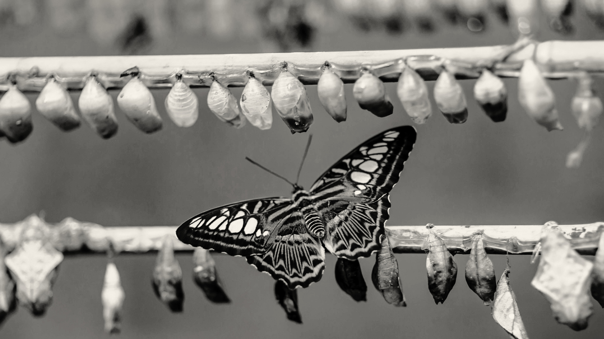 How Change Really Happens: Beyond the Metrics