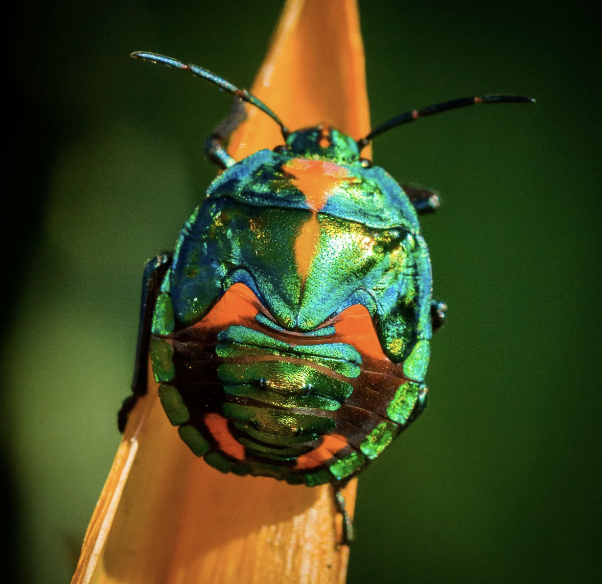 Our Insect Neighbors
