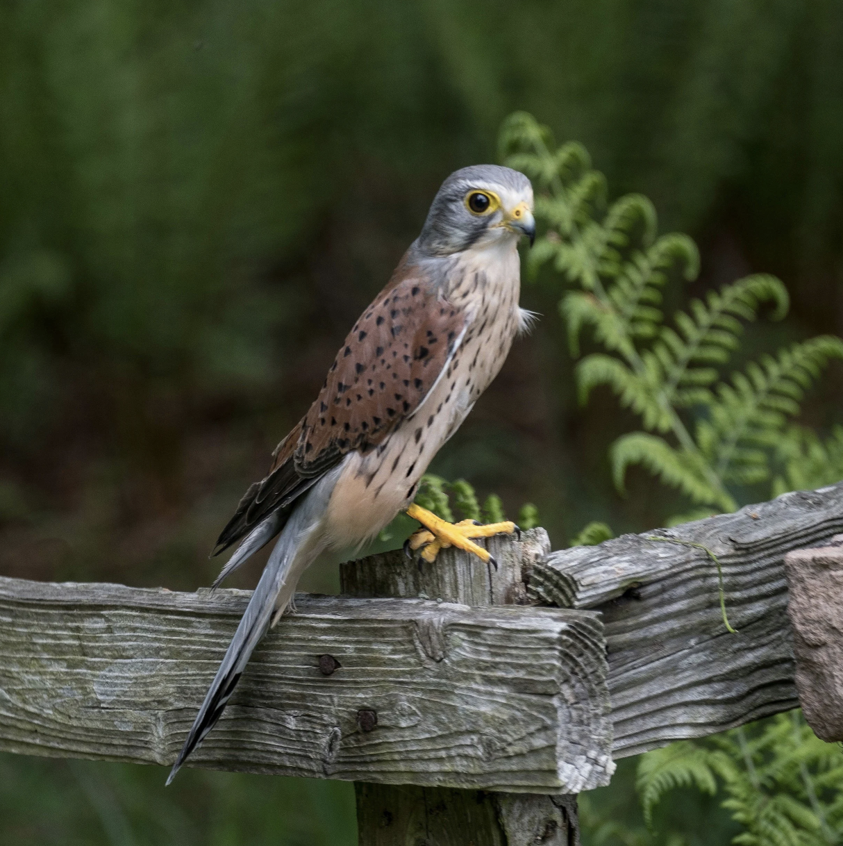 Neighborhood Birds of Prey