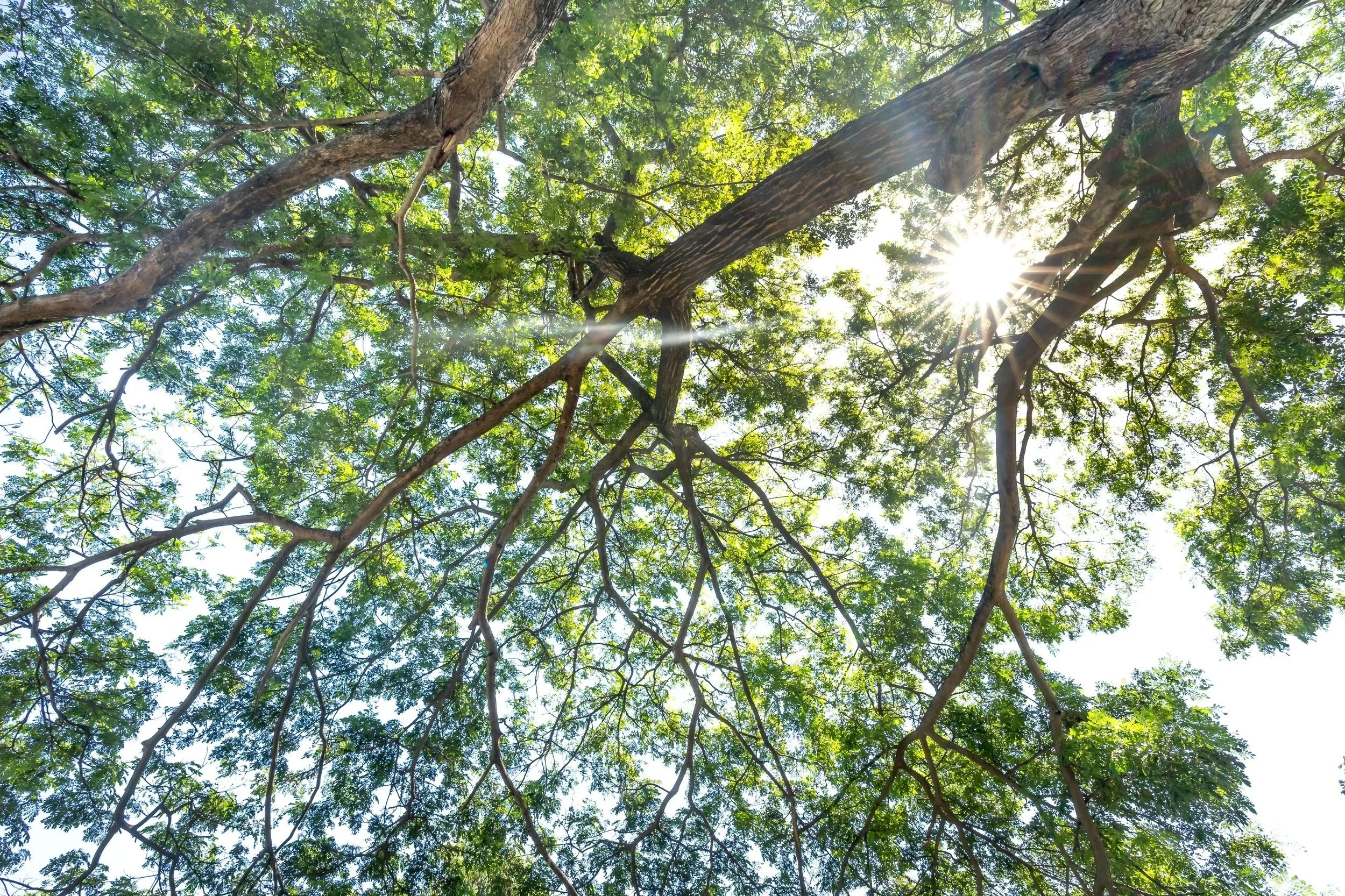 Free Trees for Kennedy Heights Yards: Cincinnati Parks Fall ReLeaf Registration Is Open