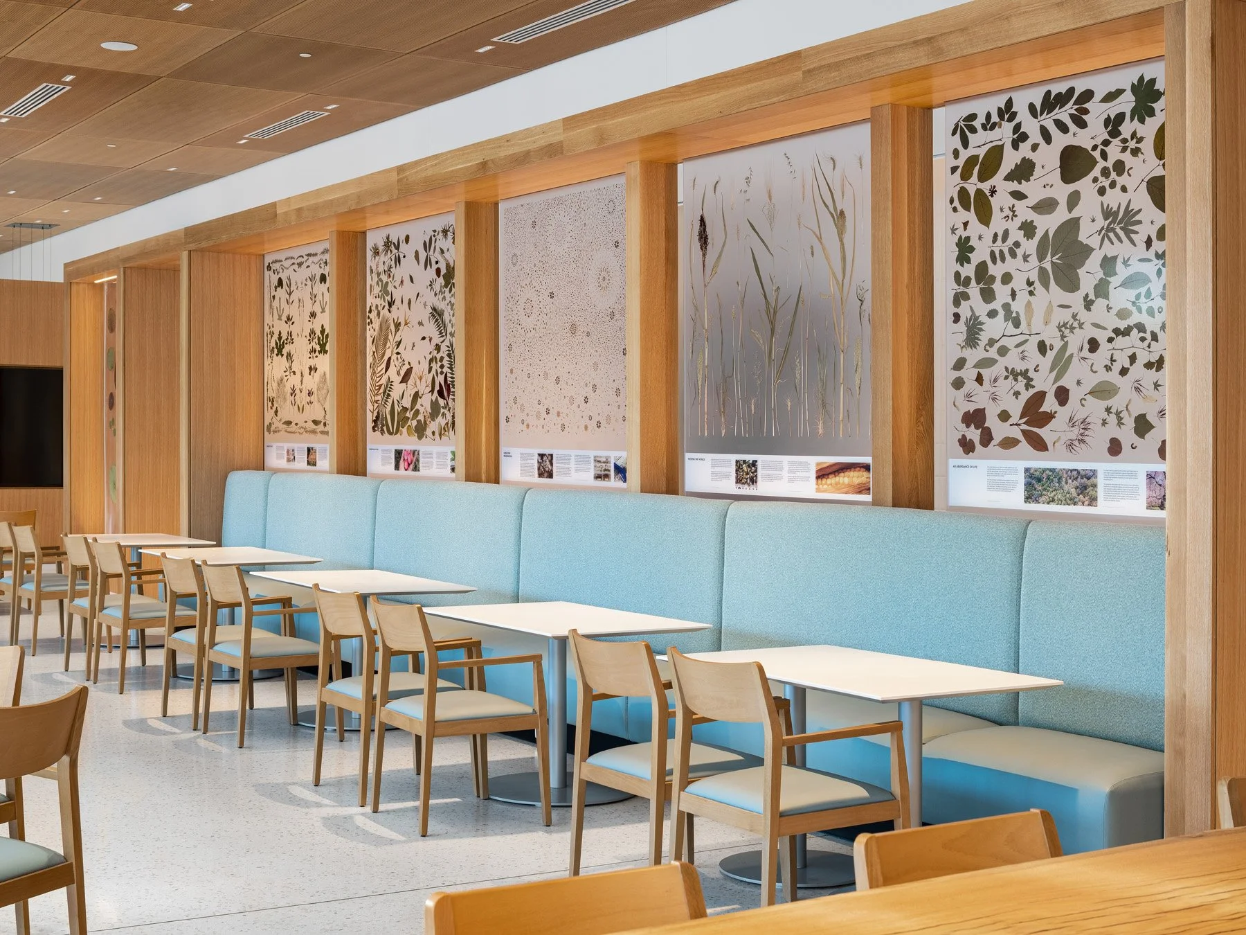 Sassafras Cafe blue banquette and specimen panels of pressed grasses by Tao + Lee Associates - architectural photographer St. Louis Missouri