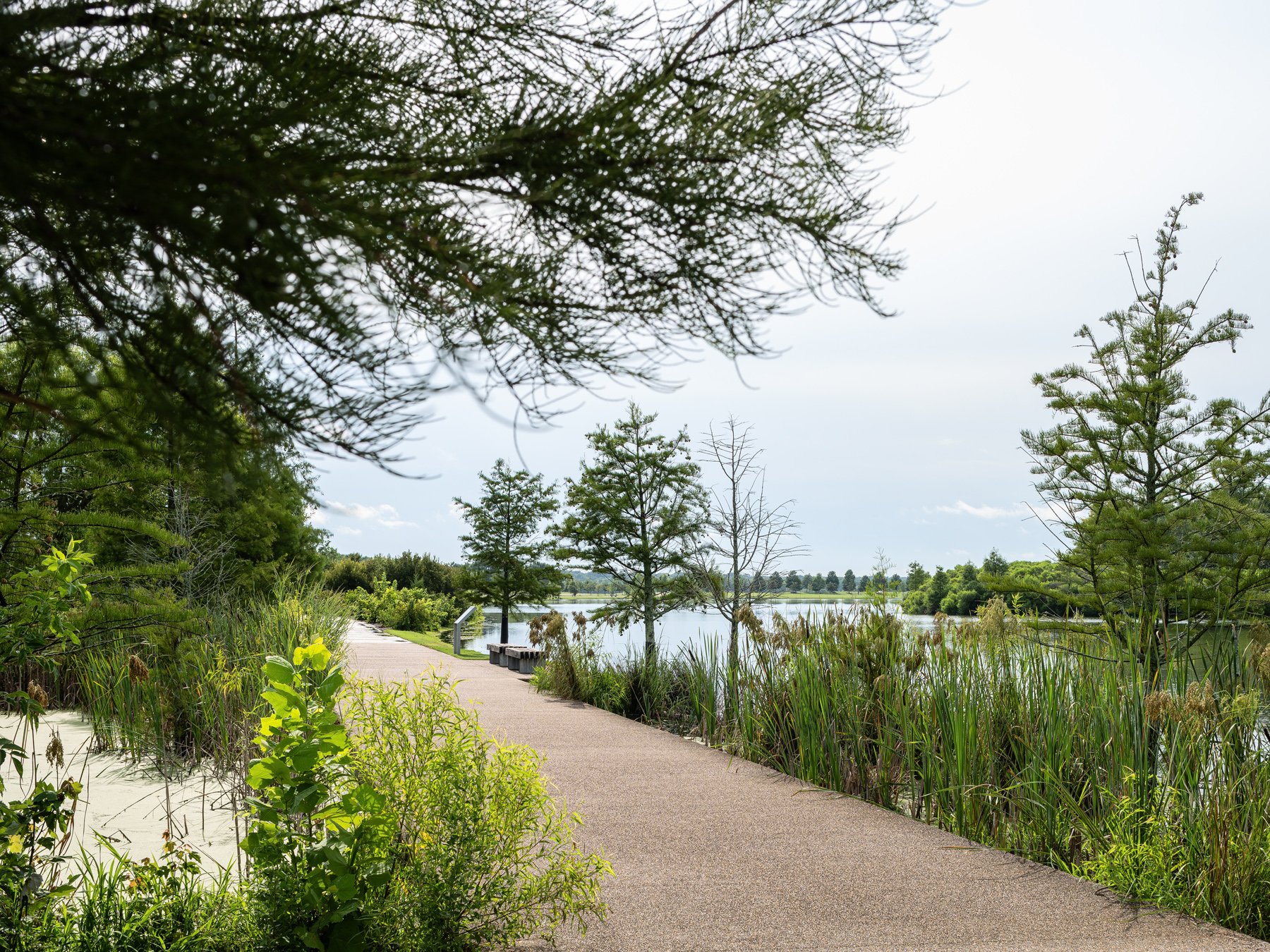 Shelby Farms Park path among bald cypress and cattails, landscape by James Corner Field Operations - architectural photographer Memphis Tennessee