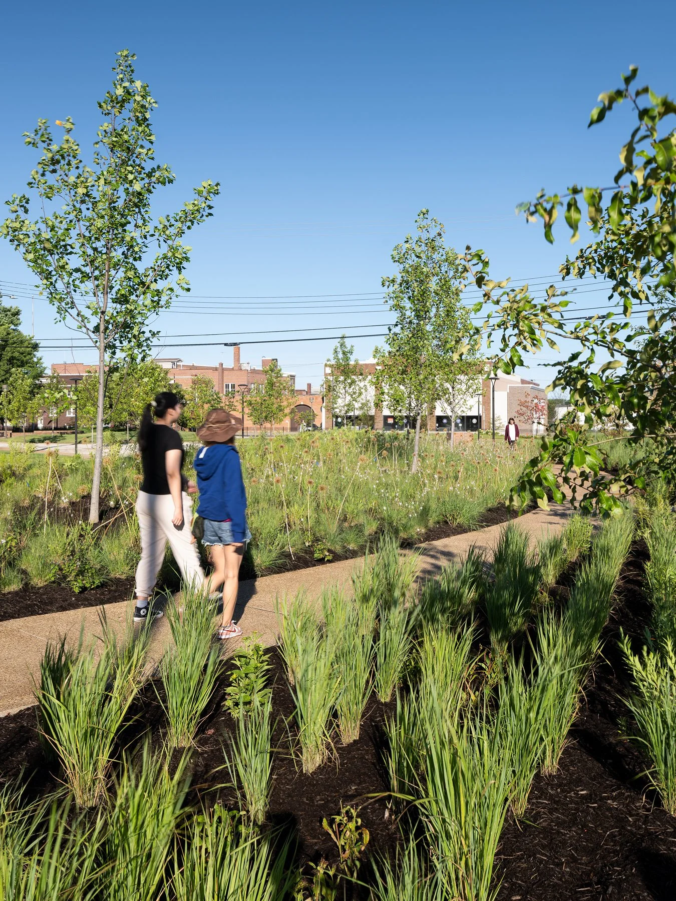 Carillon Park bioswale rushes along the path with downtown beyond, landscape by Arbolope Studio - architectural photographer Centralia Illinois