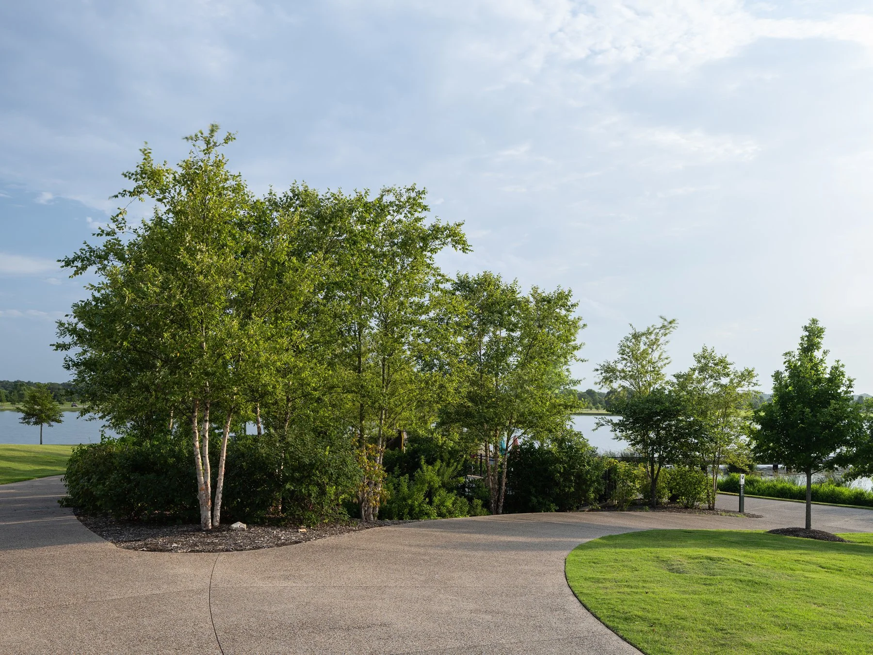 Shelby Farms Park river birch grove in the entry plaza, landscape by James Corner Field Operations - architectural photographer Memphis Tennessee