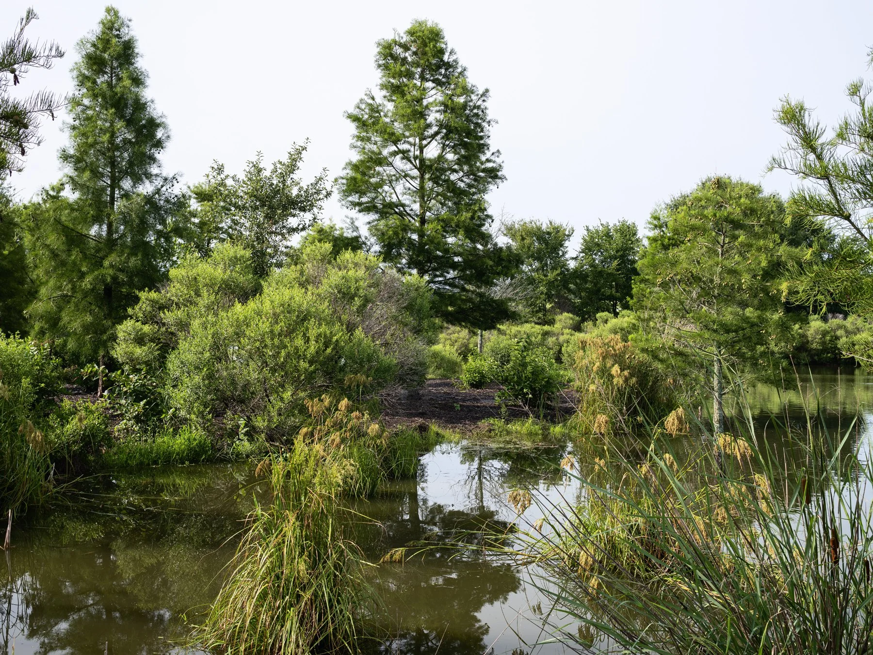 Shelby Farms Park wetland with bald cypress and reeds, landscape by James Corner Field Operations - architectural photographer Memphis Tennessee