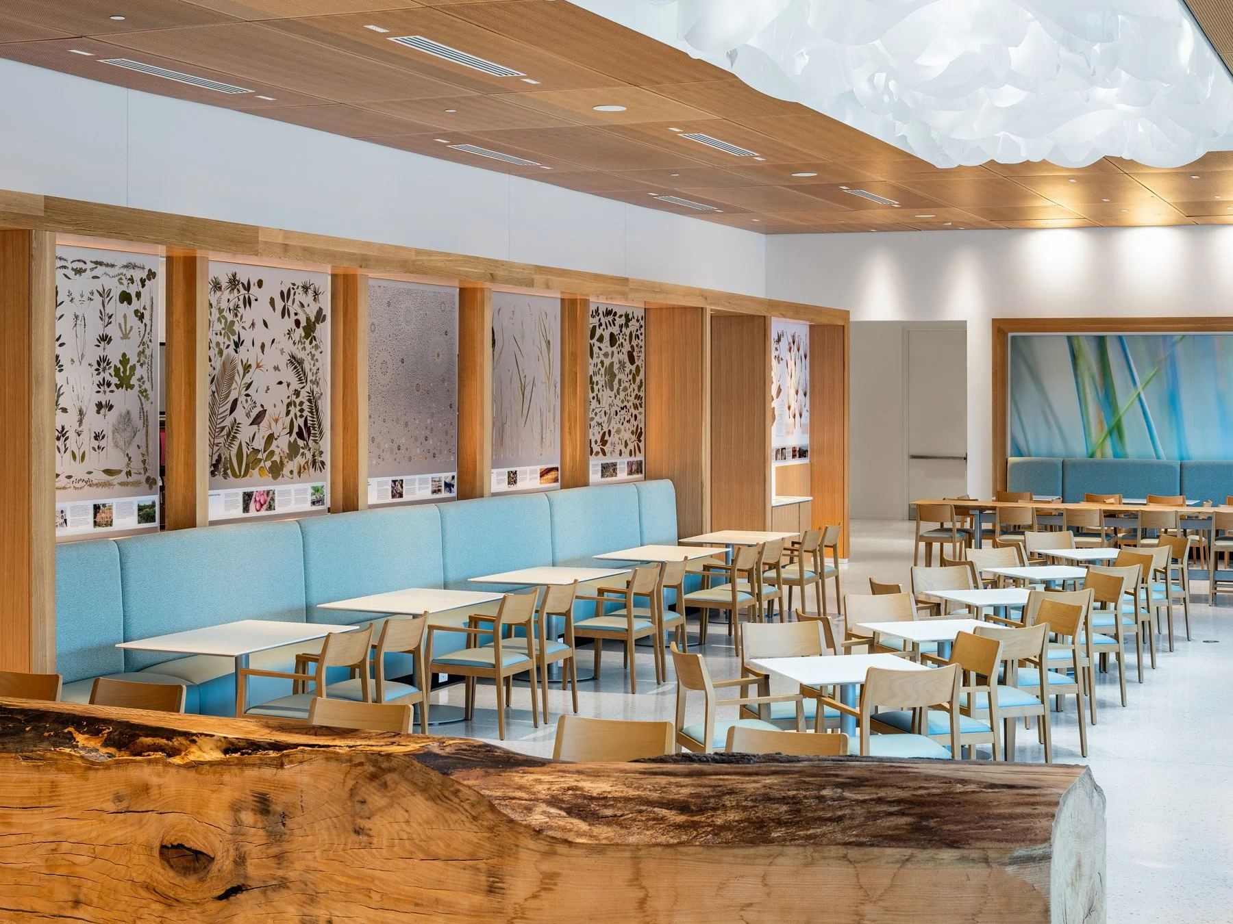 Sassafras Cafe dining room with a live-edge oak communal table by Tao + Lee Associates - architectural photographer St. Louis Missouri