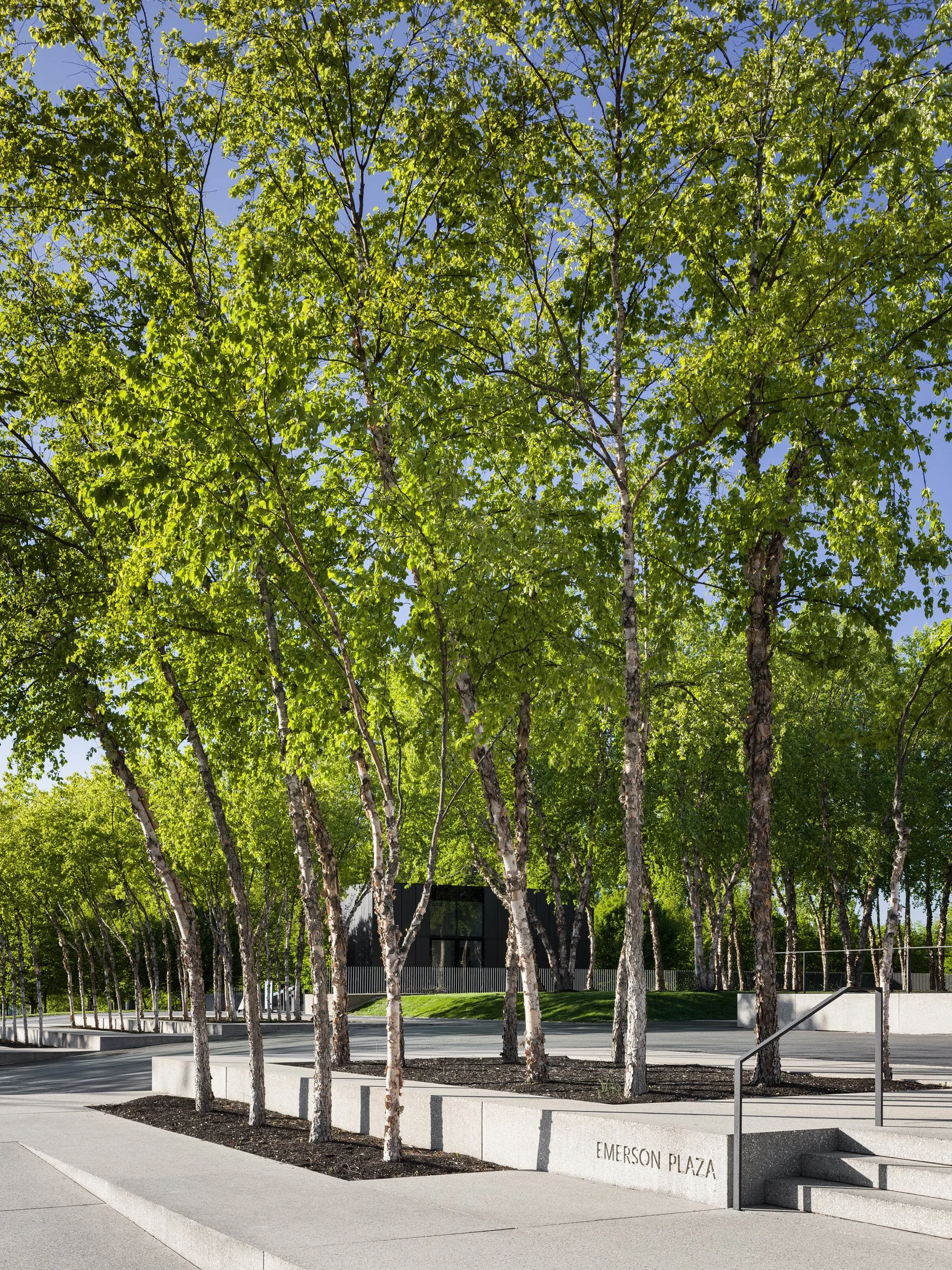 Saint Louis Art Museum river birch allee at Emerson Plaza, landscape by Michel Desvigne Paysagiste - architectural photographer St. Louis Missouri