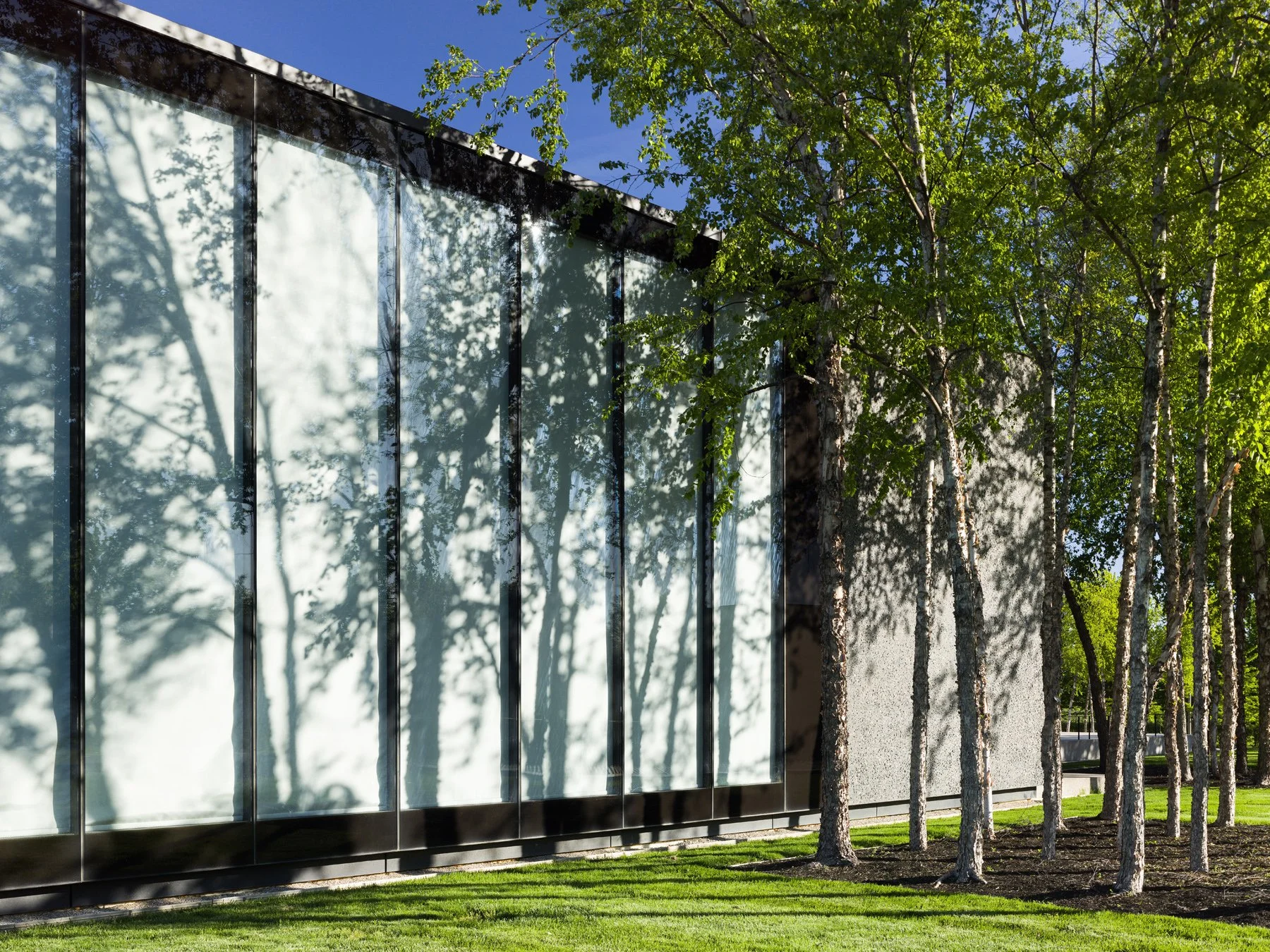 Saint Louis Art Museum East Building tree shadows on the translucent glass, by David Chipperfield - architectural photographer St. Louis Missouri