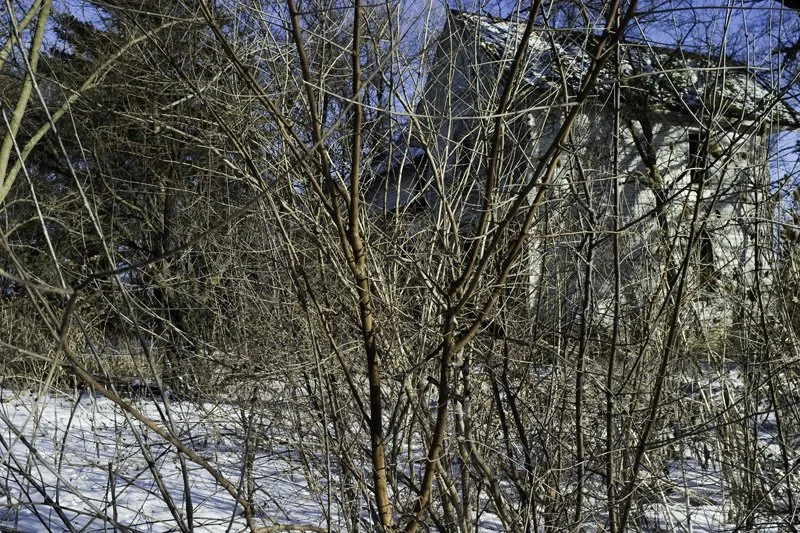 Dense tangle of bare winter shrub branches and saplings in sharp sunlight partially concealing a white clapboard house with snow on the ground and blue sky visible through the canopy, Chicago Illinois exurbs