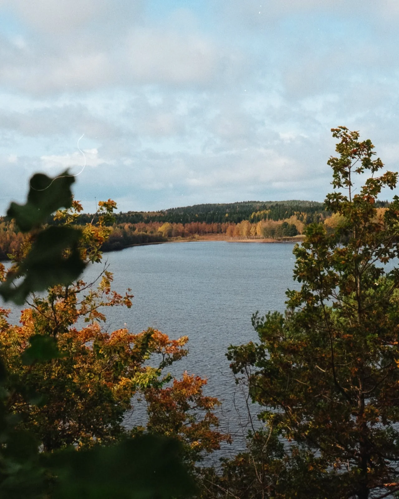 3707 Minolta_Gold Dalskog23.jpg