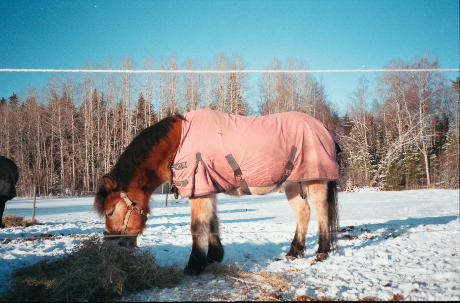 Yashica_FujiSuperia 400_20230312_20043873_19.jpg