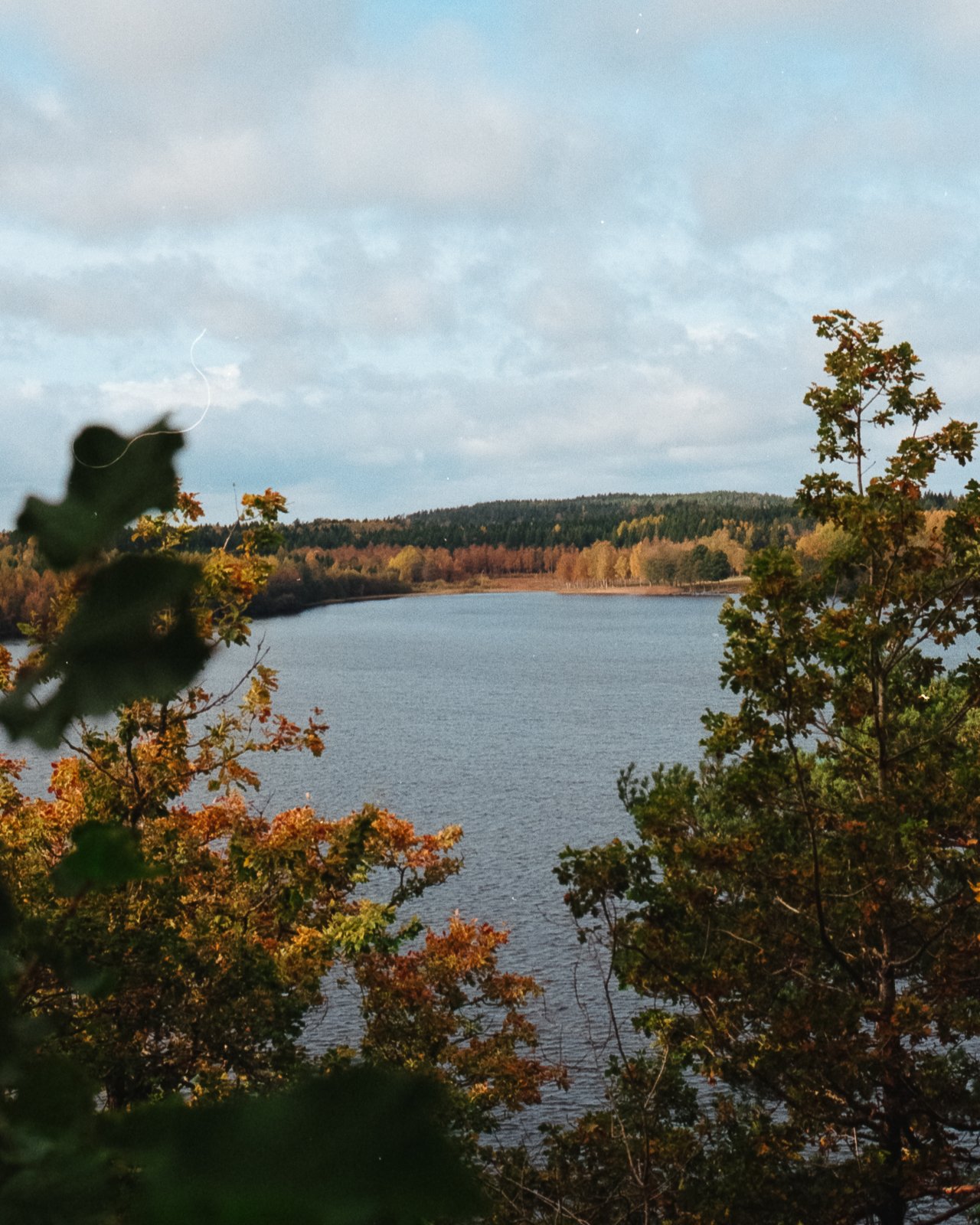 3707 Minolta_Gold Dalskog23.jpg