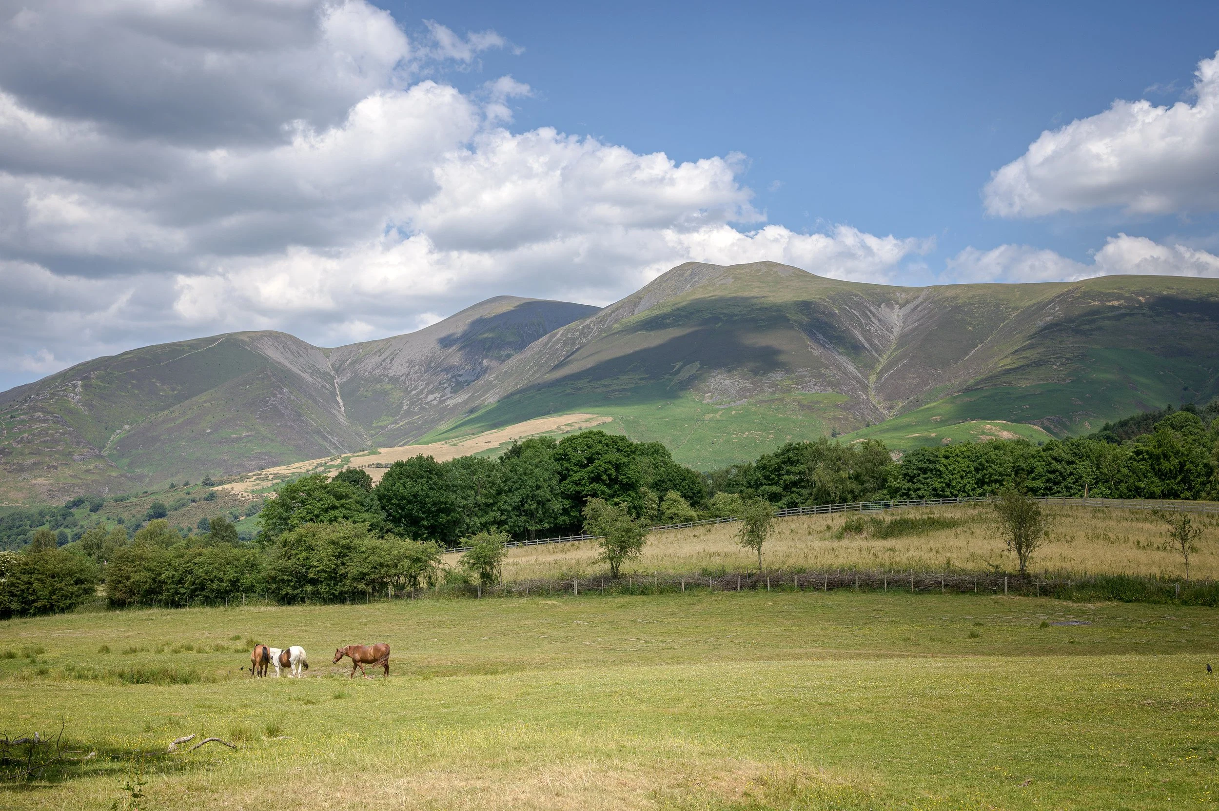 7. Horses! (Copy)