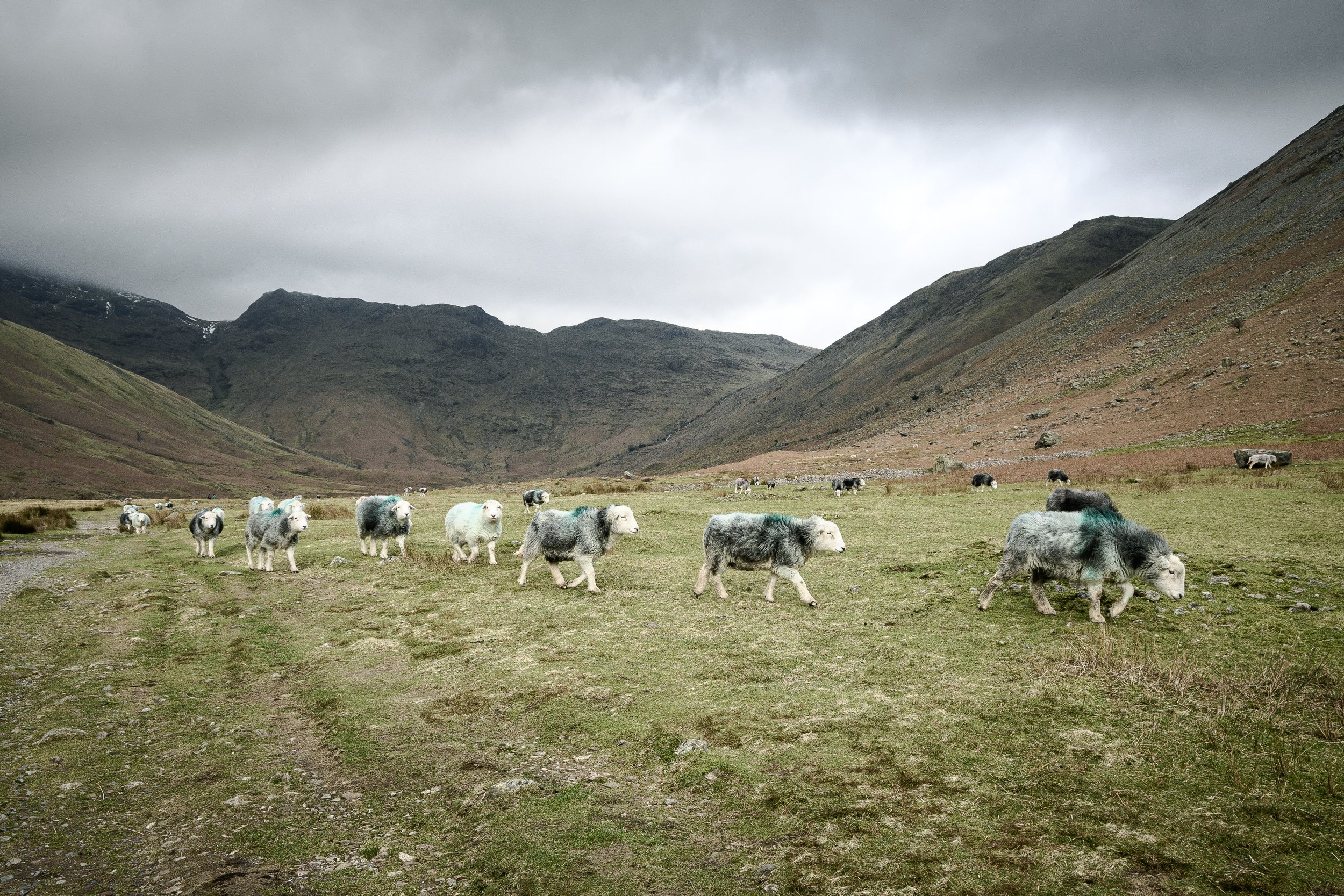 Herdwicks in the Valley at Dusk | Rossett Pike