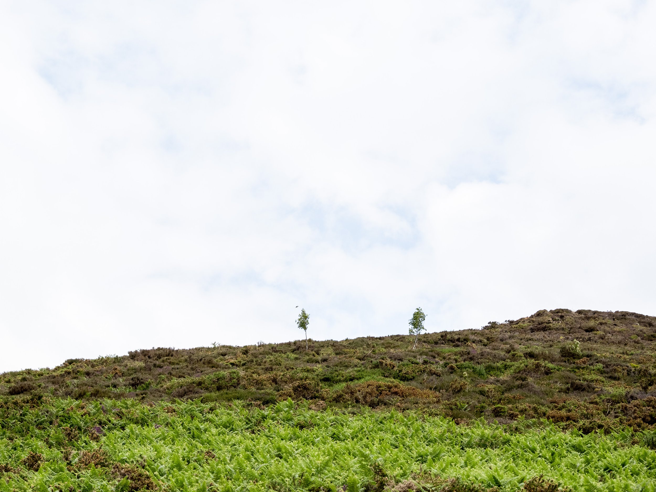 Young Trees in Spring | Blencathra