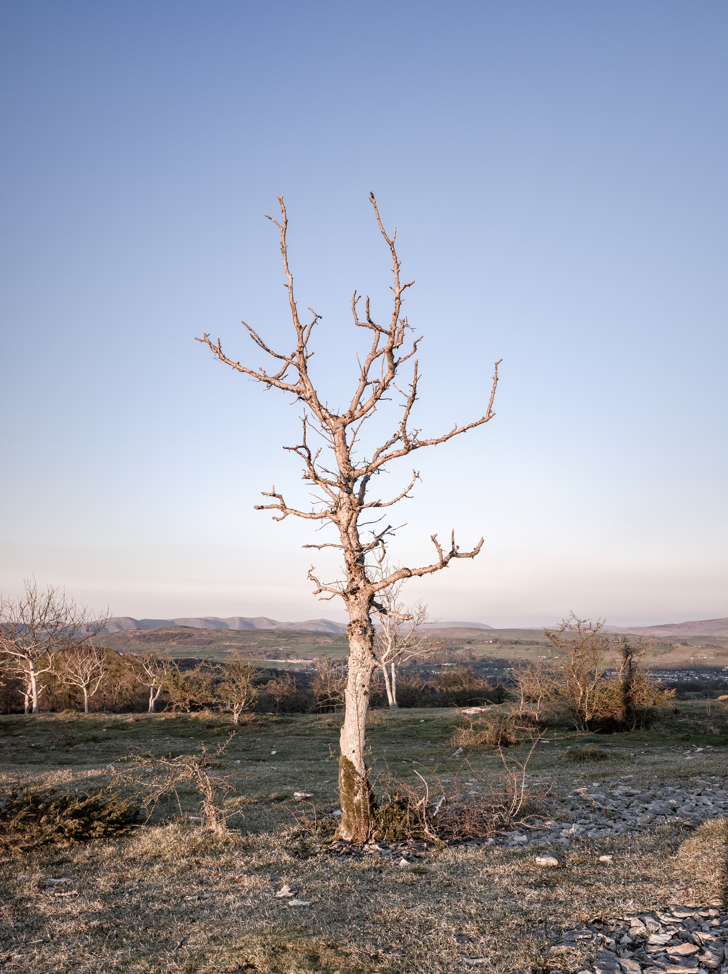  Lone Dead Tree | Scout Scar 