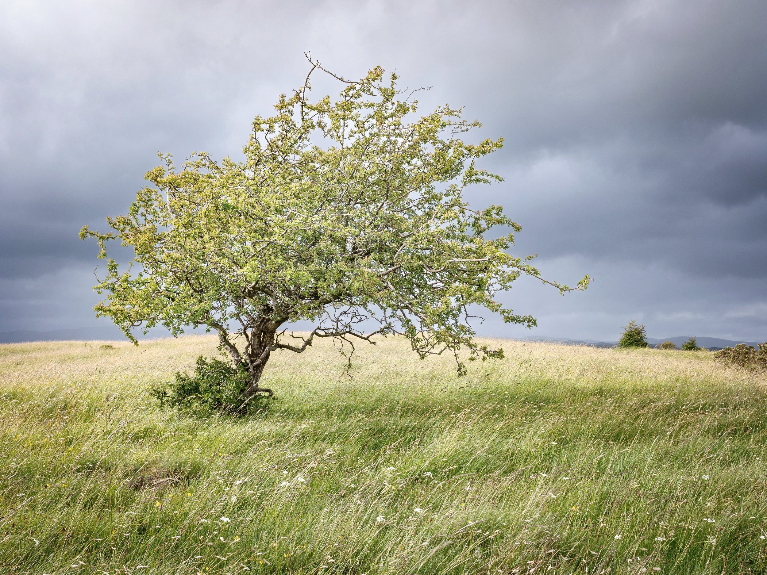 Tree in Summer Storm | Scout Scar