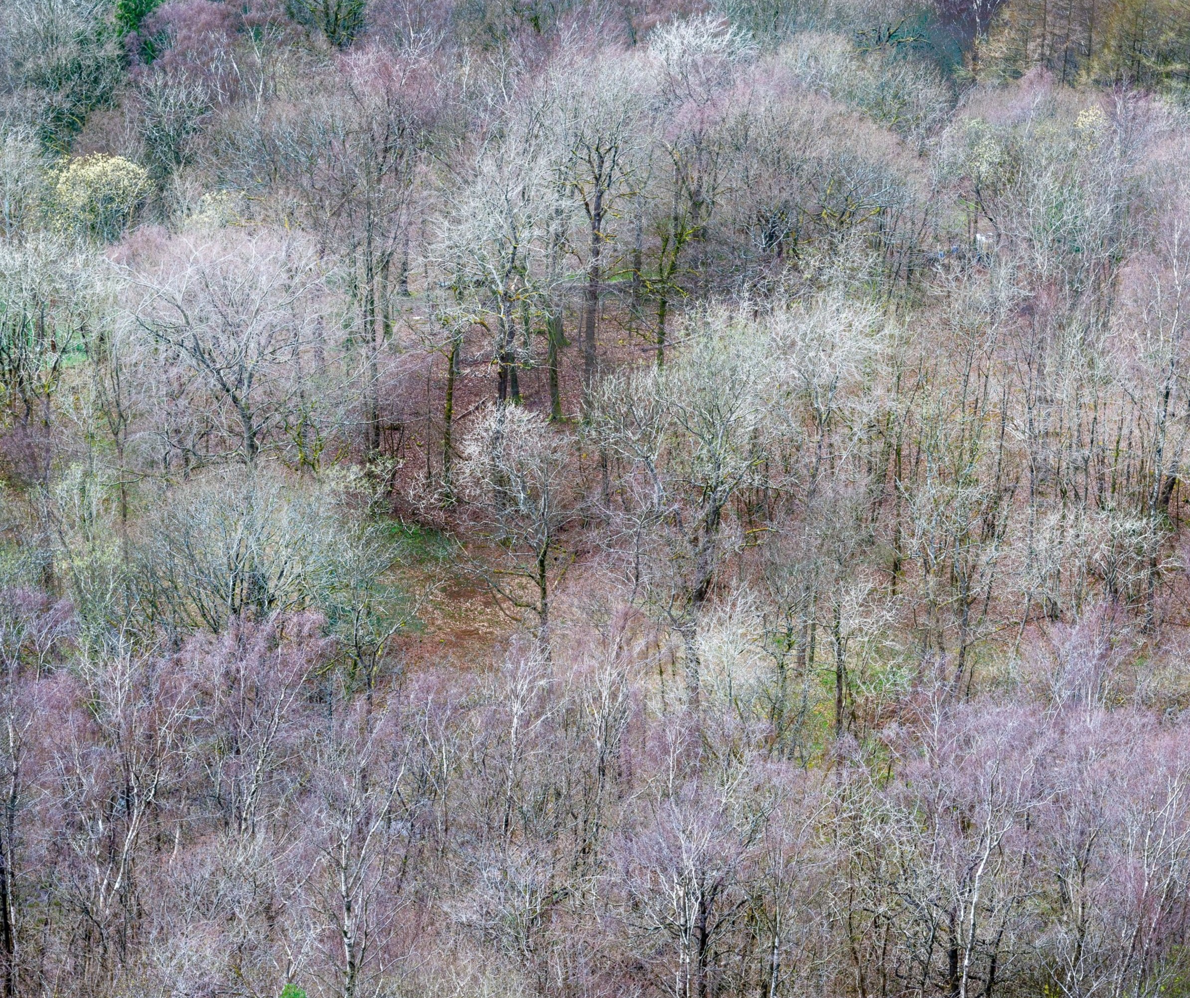 Over the Woods | Scout Scar