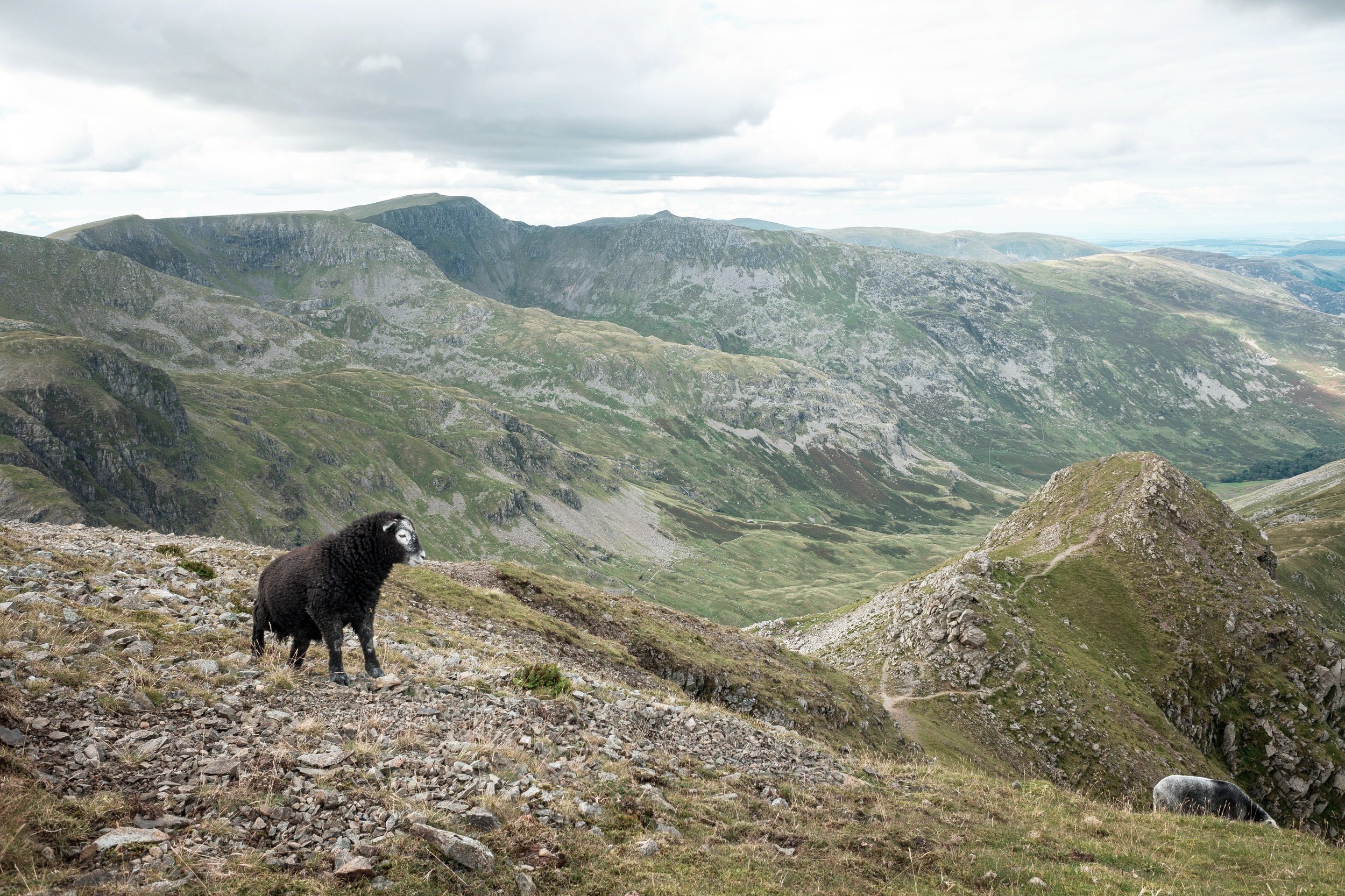   Herdwick Lamb over Cofa Pike  | Fairfield 