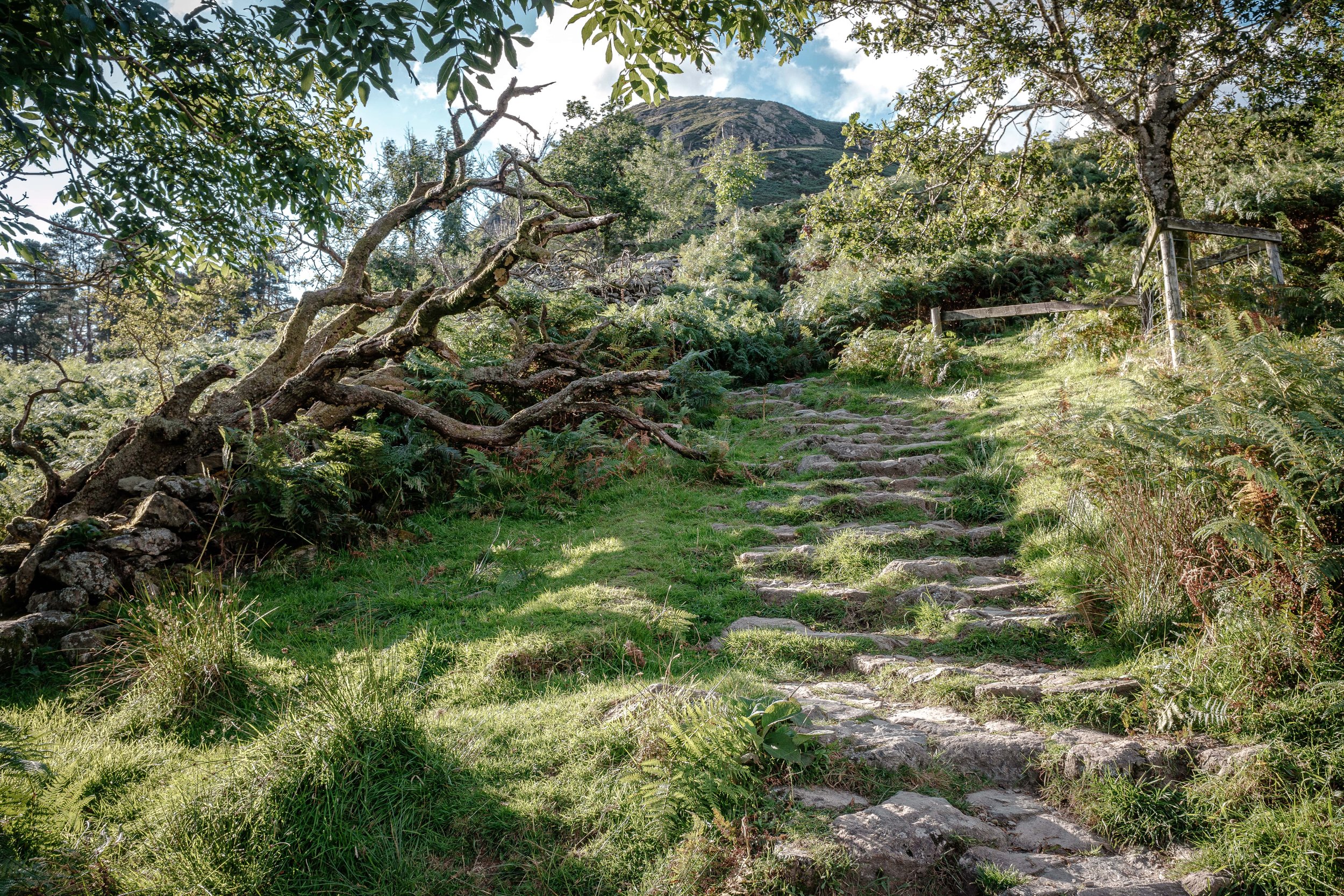 Path up through the Woods | Nab Scar