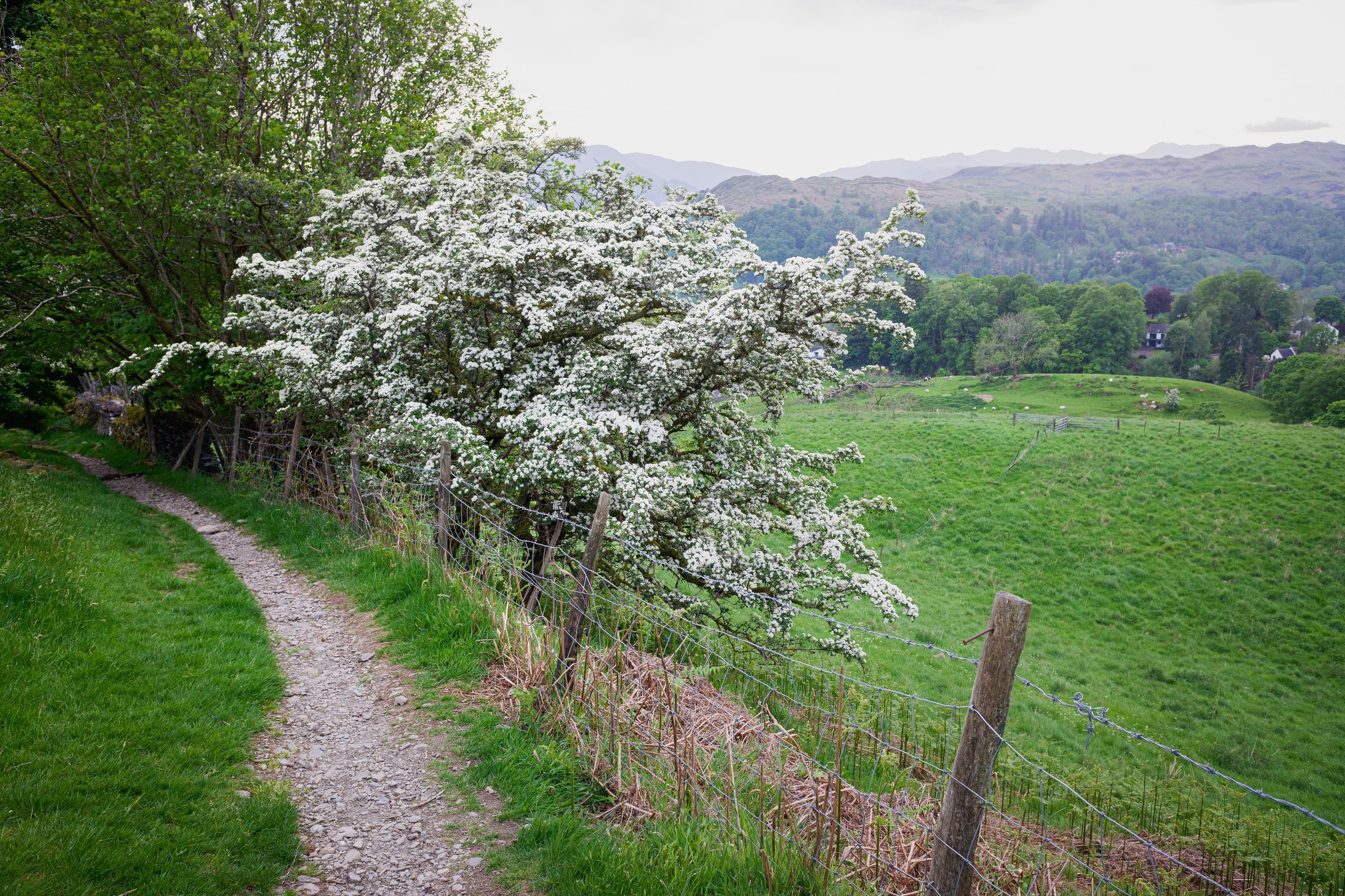 In Bloom | Wansfell