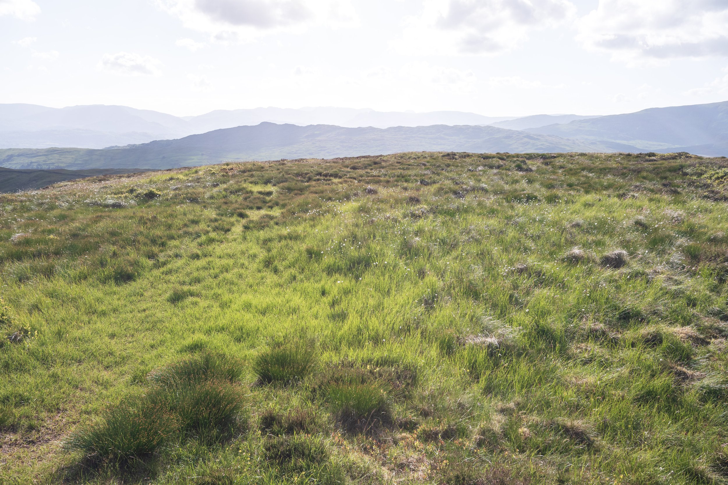 Hazy Afternoon View | Sallows